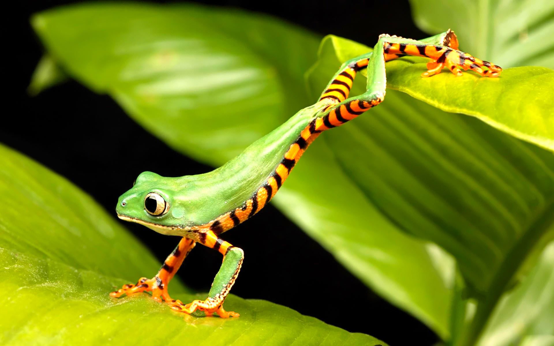 frog jumps green