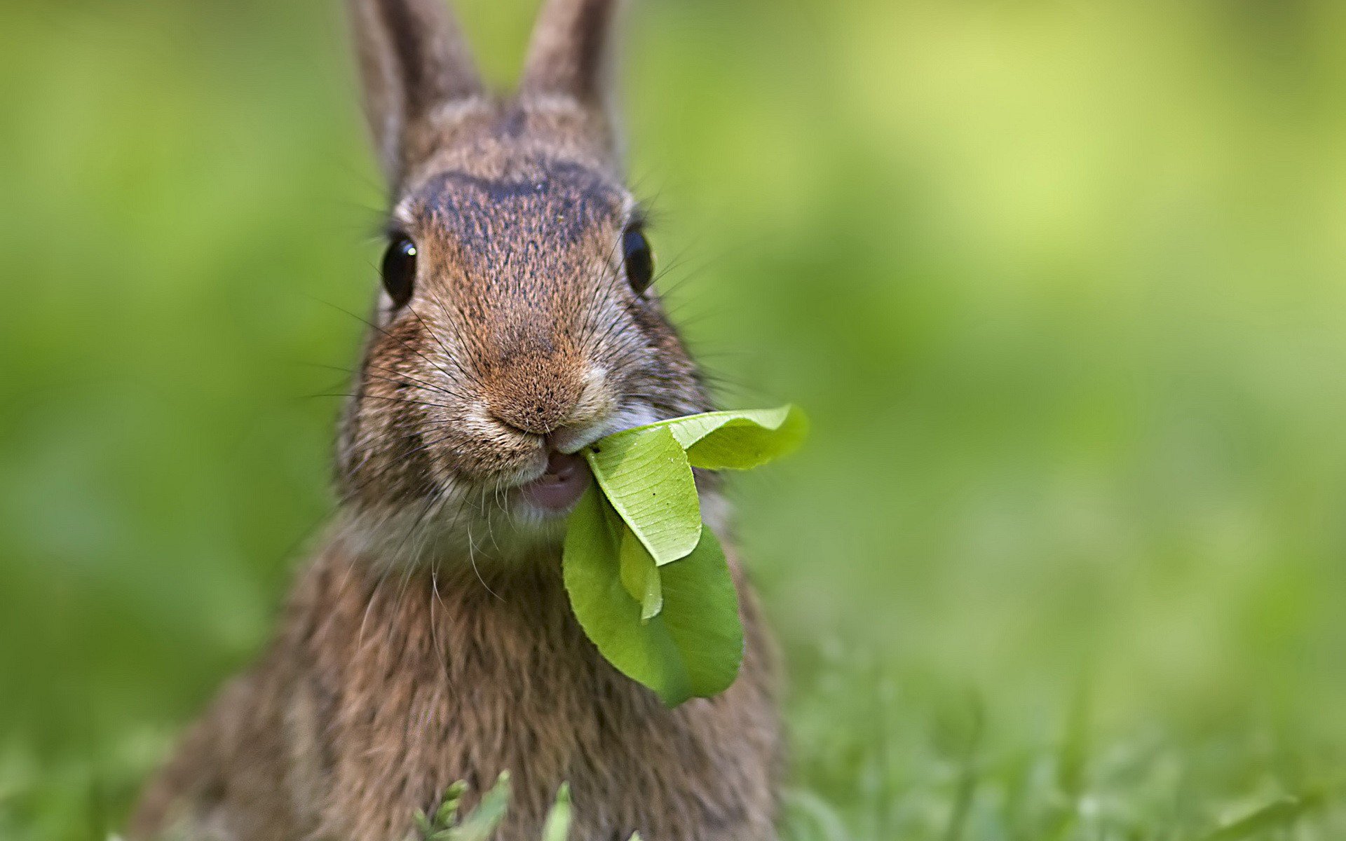 hare leaves ear