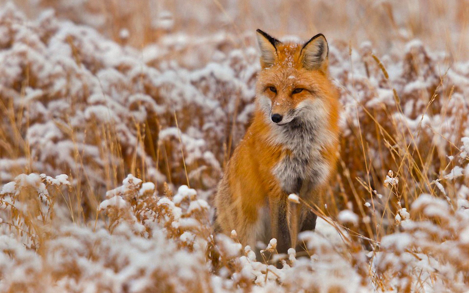 animal renard hiver neige