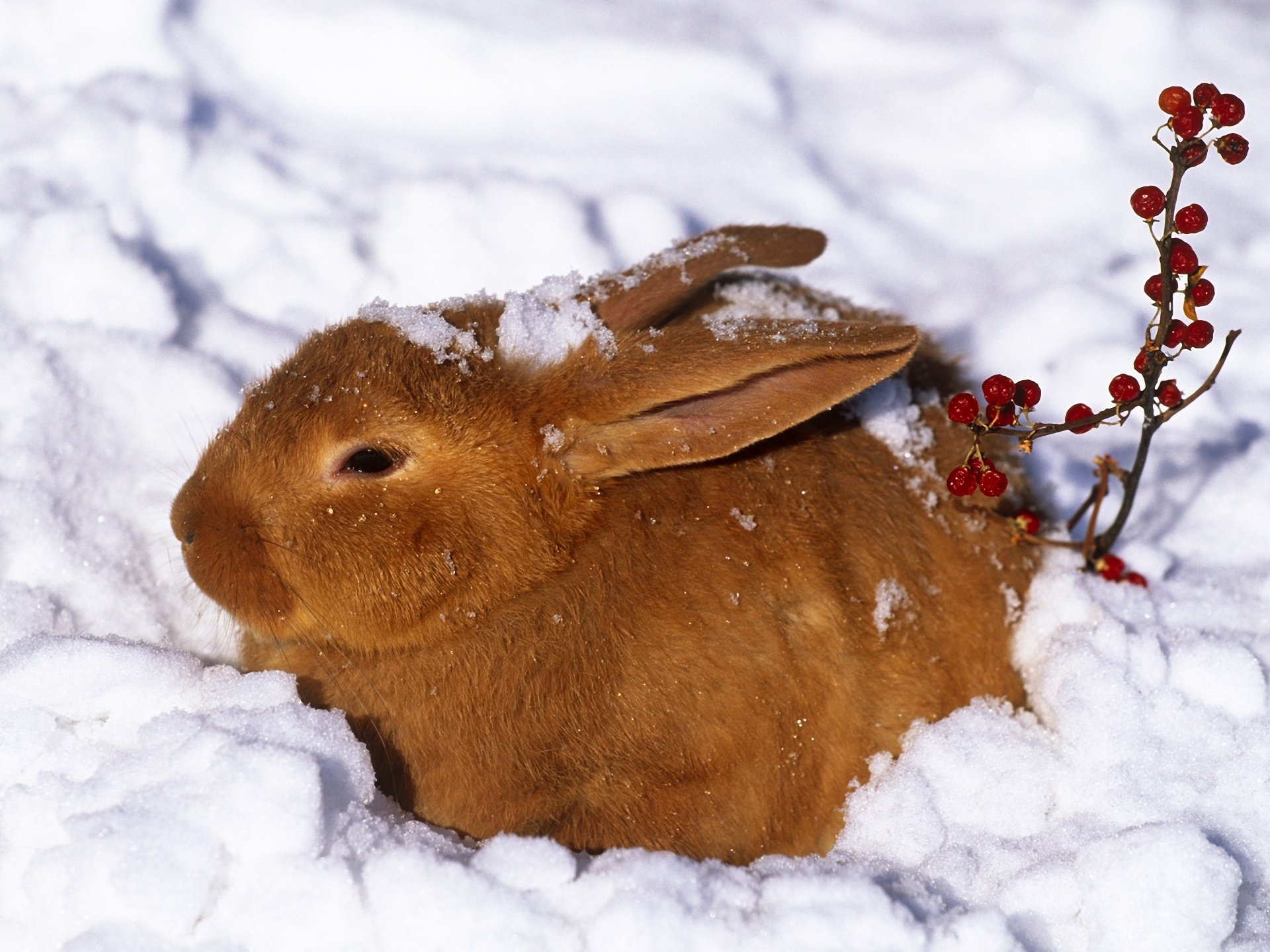 winter hare rabbit snow berries red