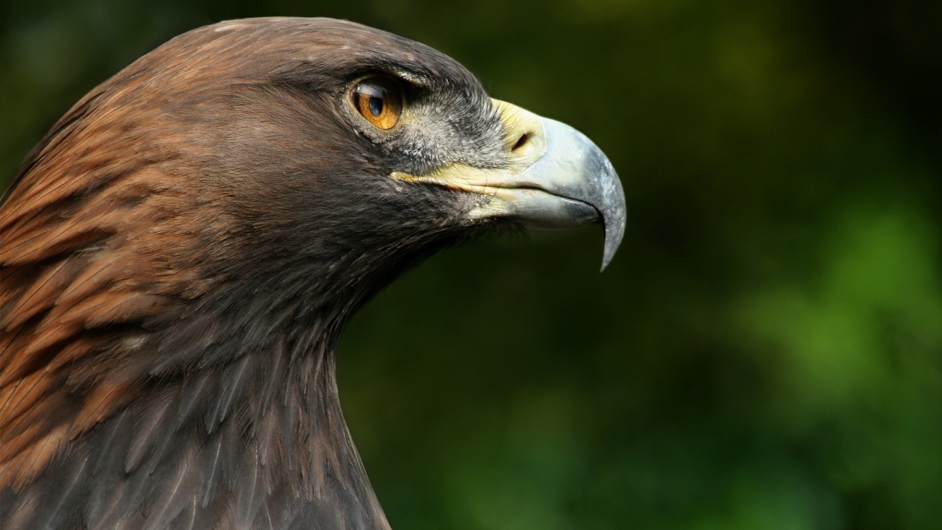 faucon faucon oiseau tête gros plan bec