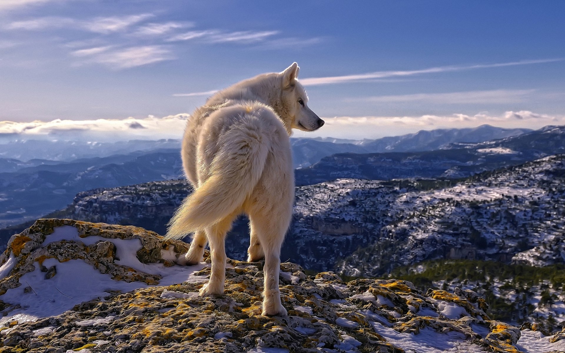 wolf white mountain stones sky snow cloud