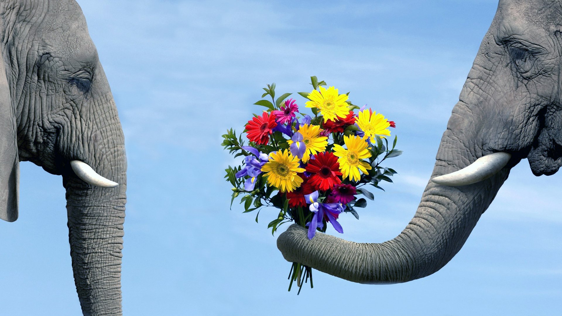 fondo azul cielo elefante pareja elefante ramo flores tronco colmillos elefantes amor cortejo