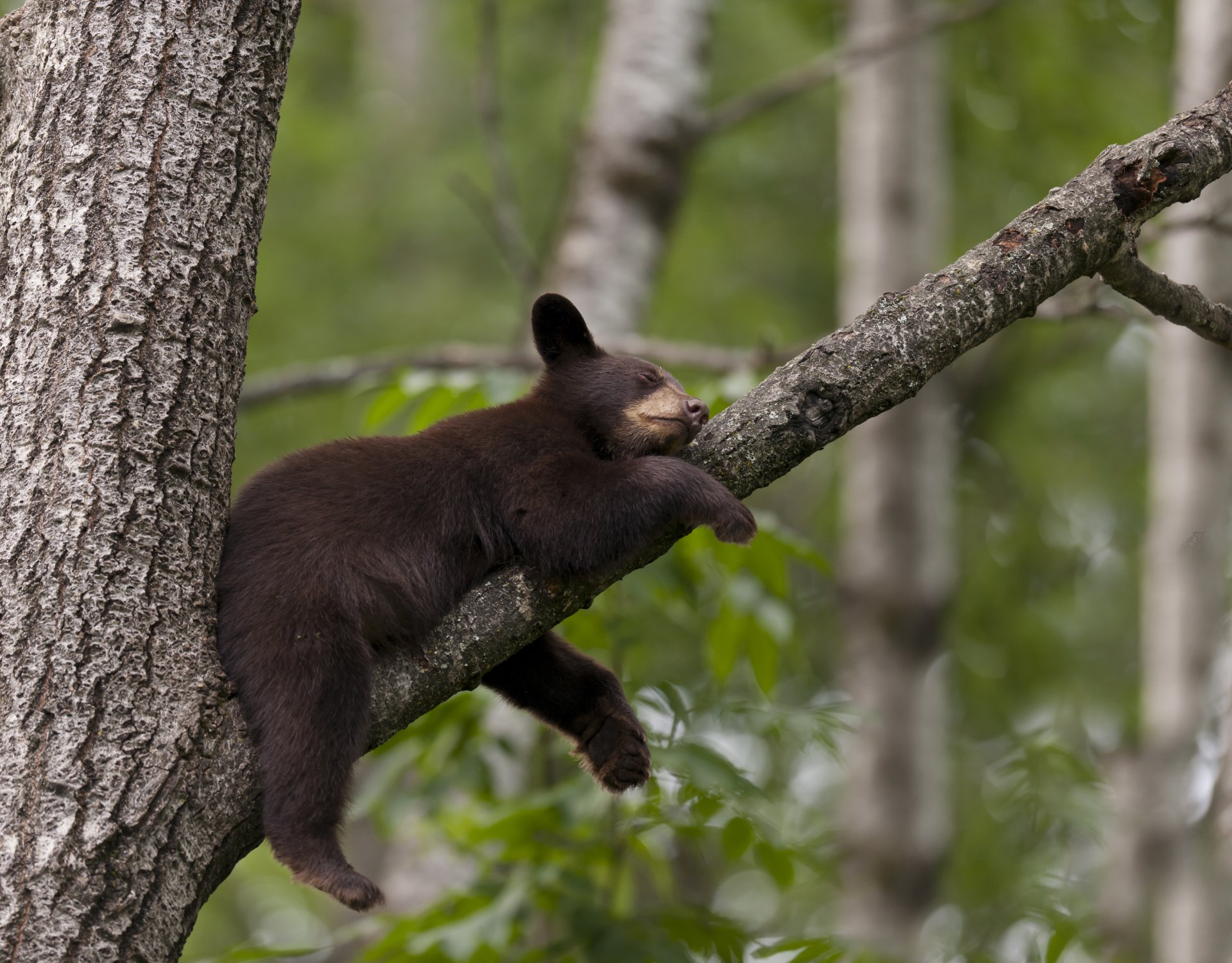 teddybär schläft baum