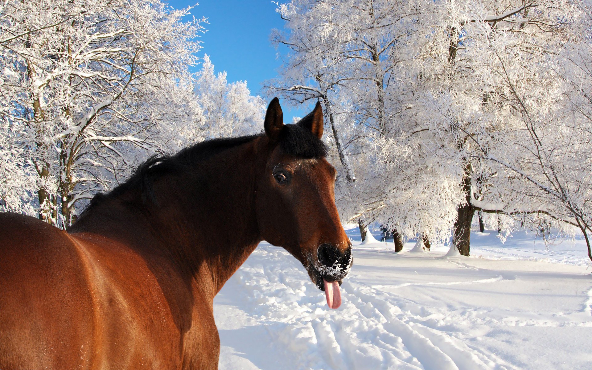 cheval langue hiver neige