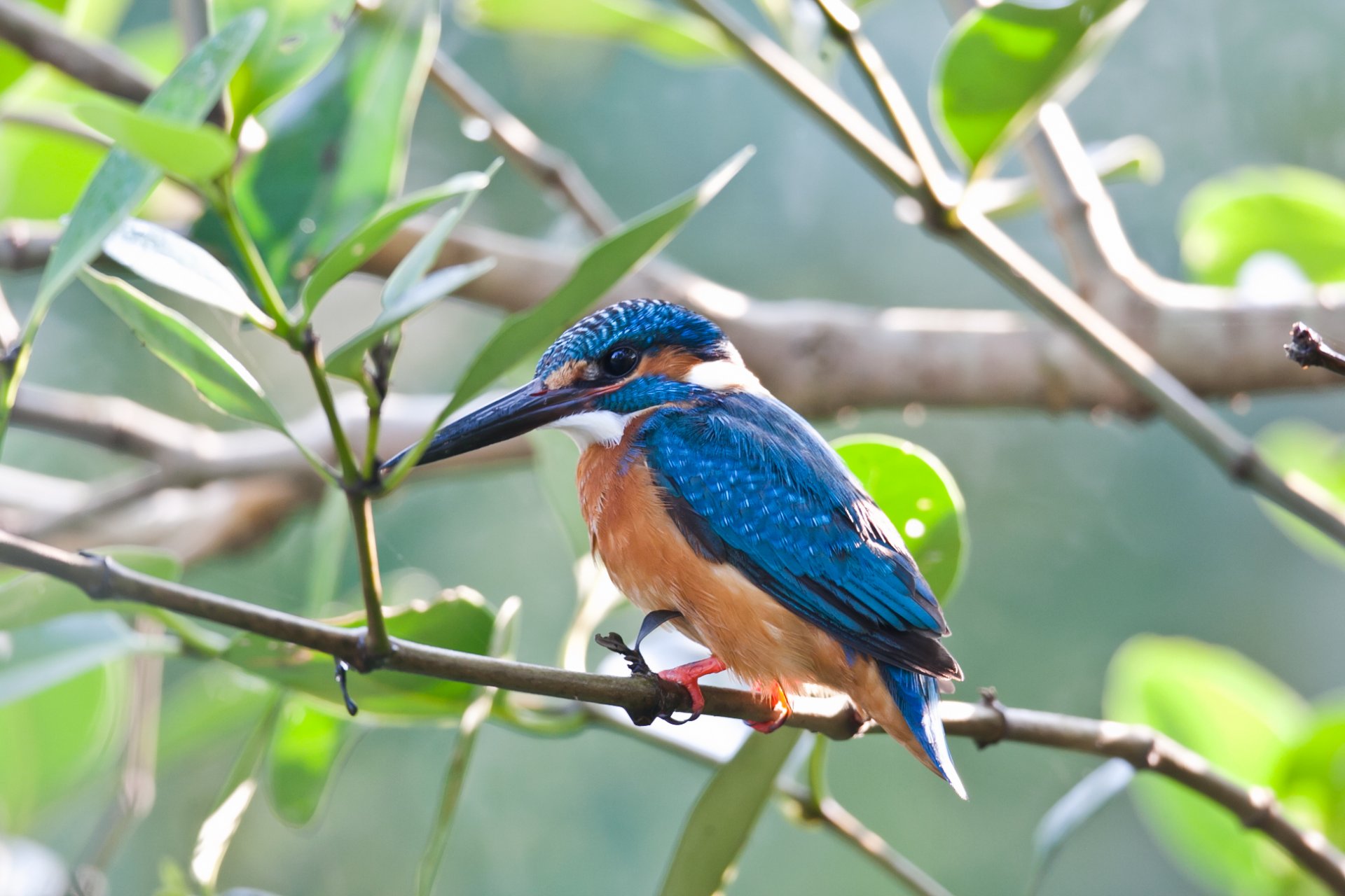 oiseau martin-pêcheur branche