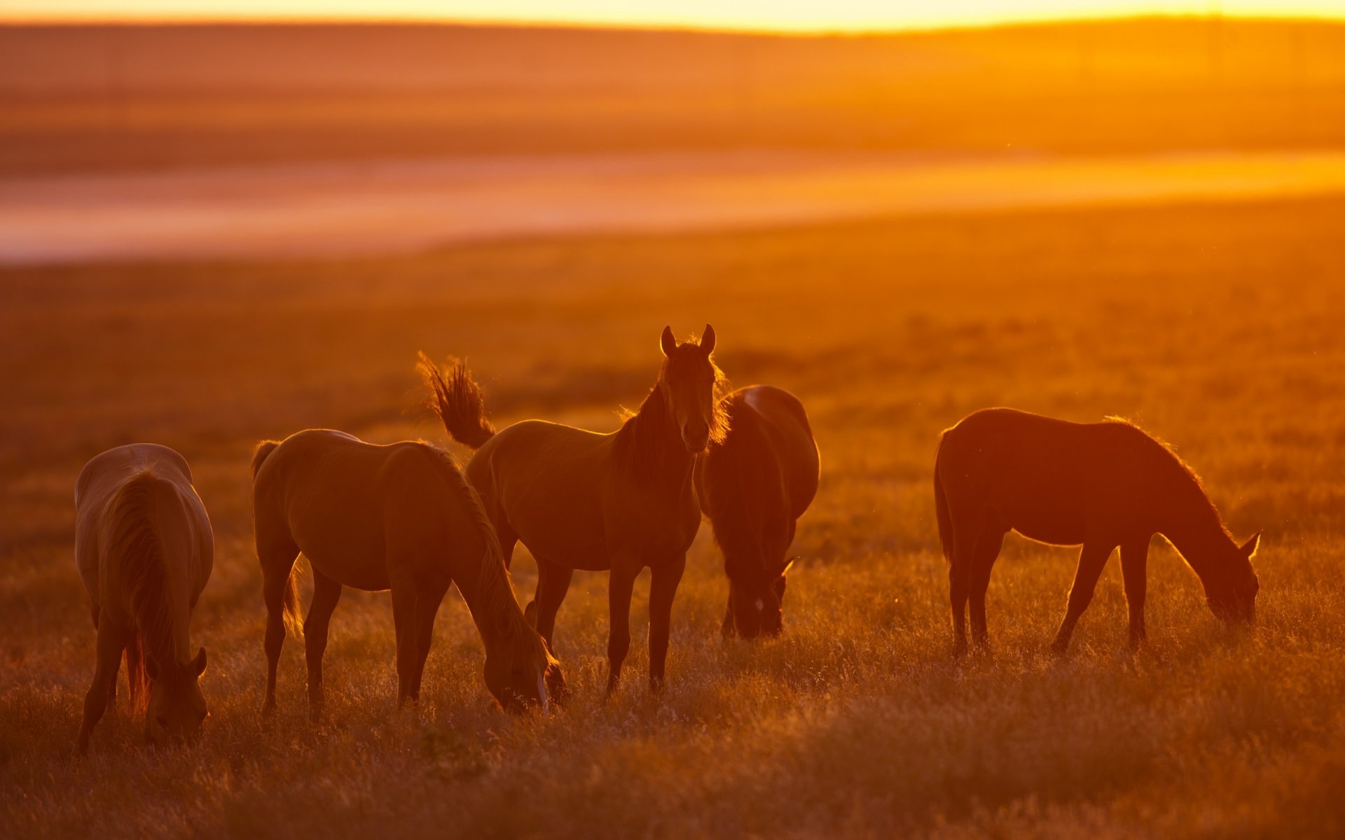 caballos puesta de sol naturaleza