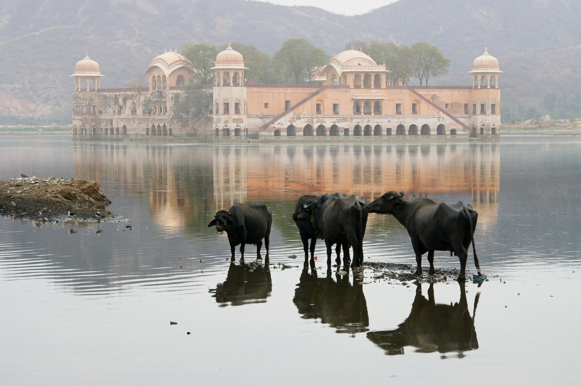 naturaleza vacas casa lago montaña paisaje india fondo de pantalla