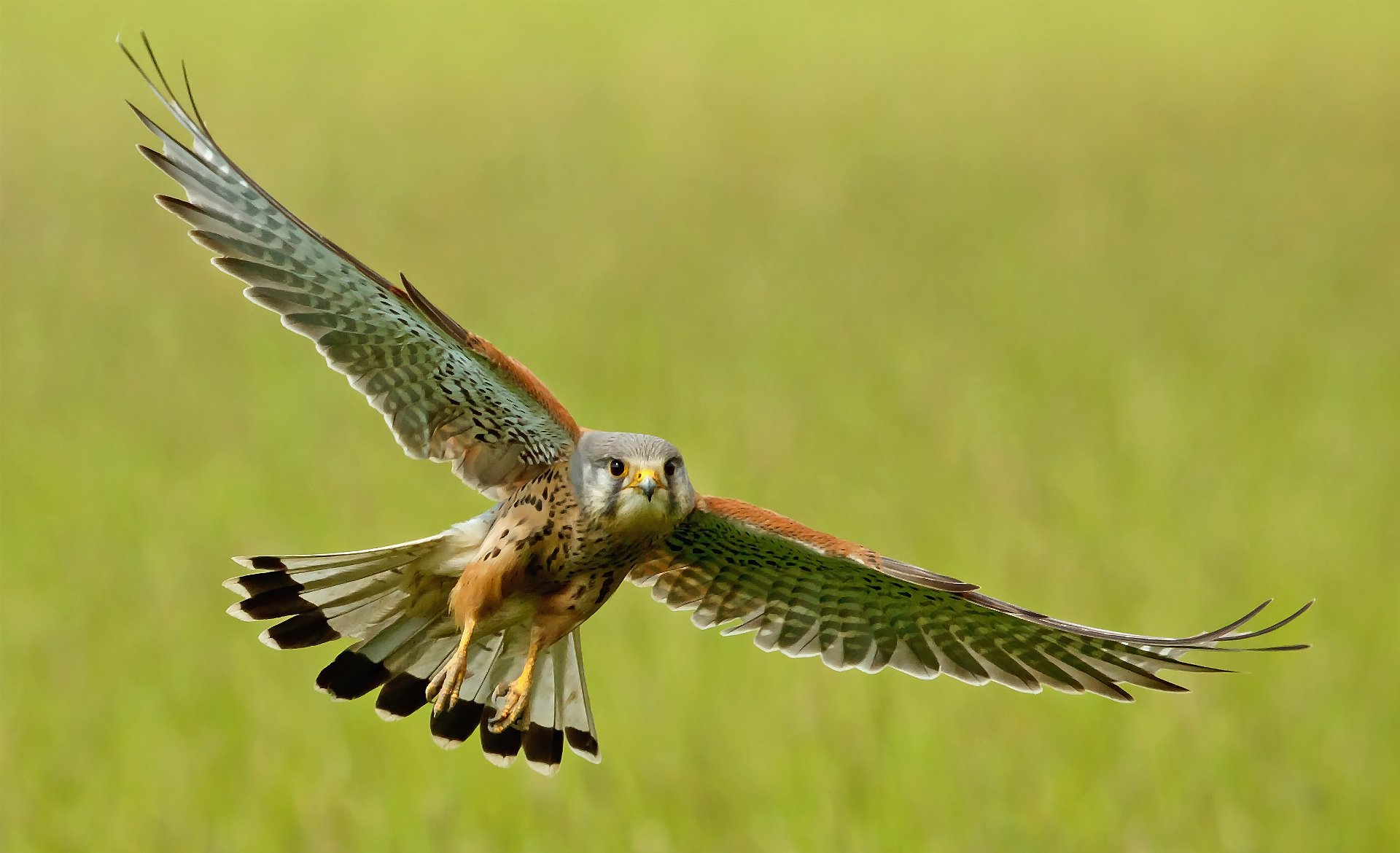 kestrel poultry flight wings wag