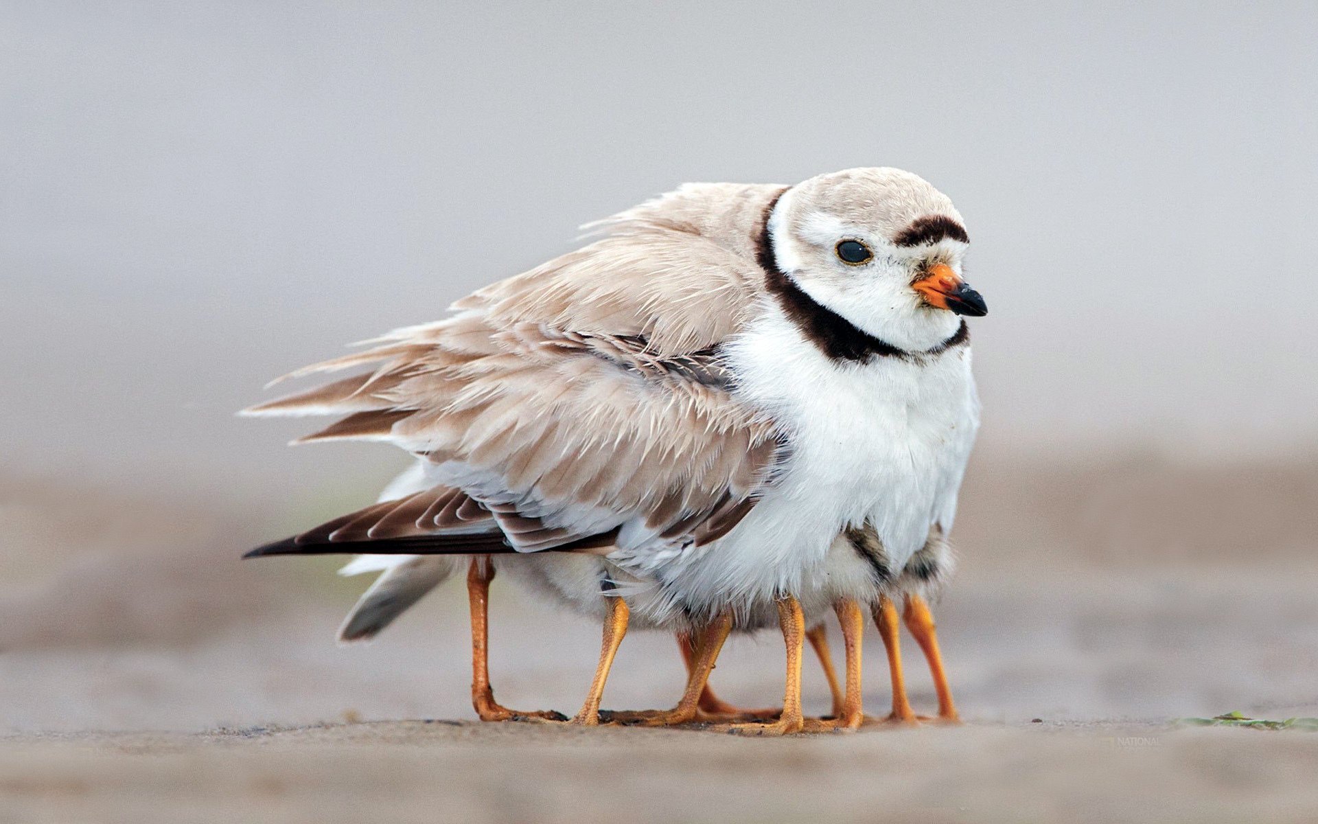 birdie famille poussins pattes famille plumes chaleur soin