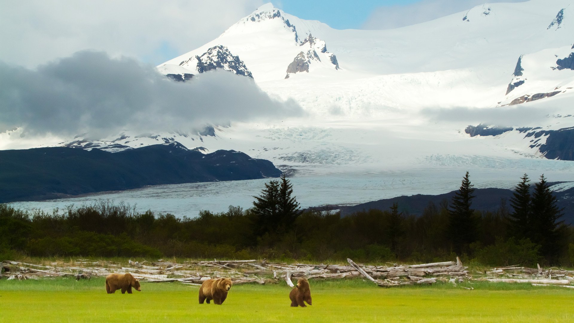 grizzlybären alaska grizzlybären grizzlybären berge landschaft