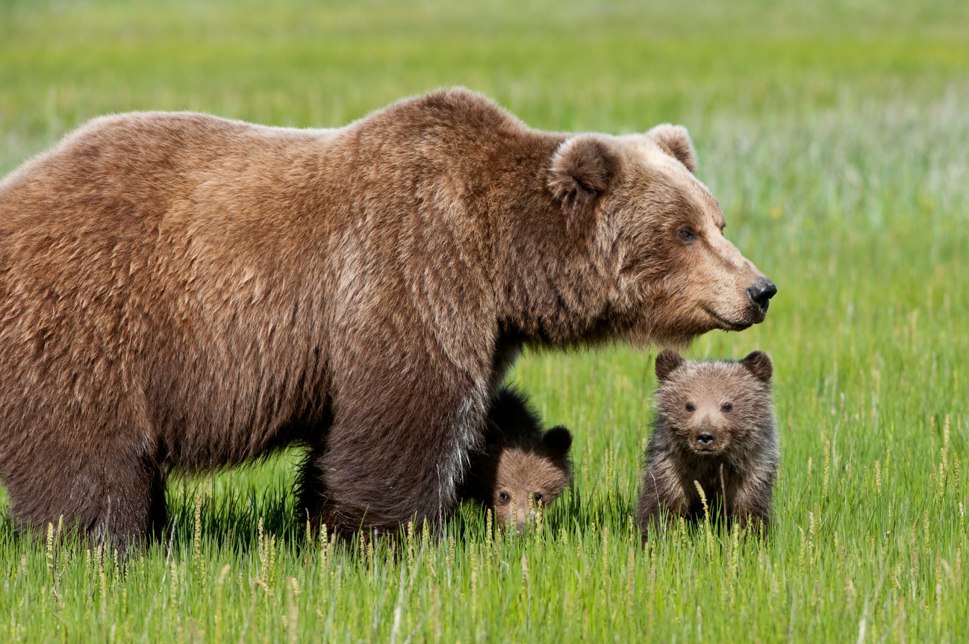 bär bär gras