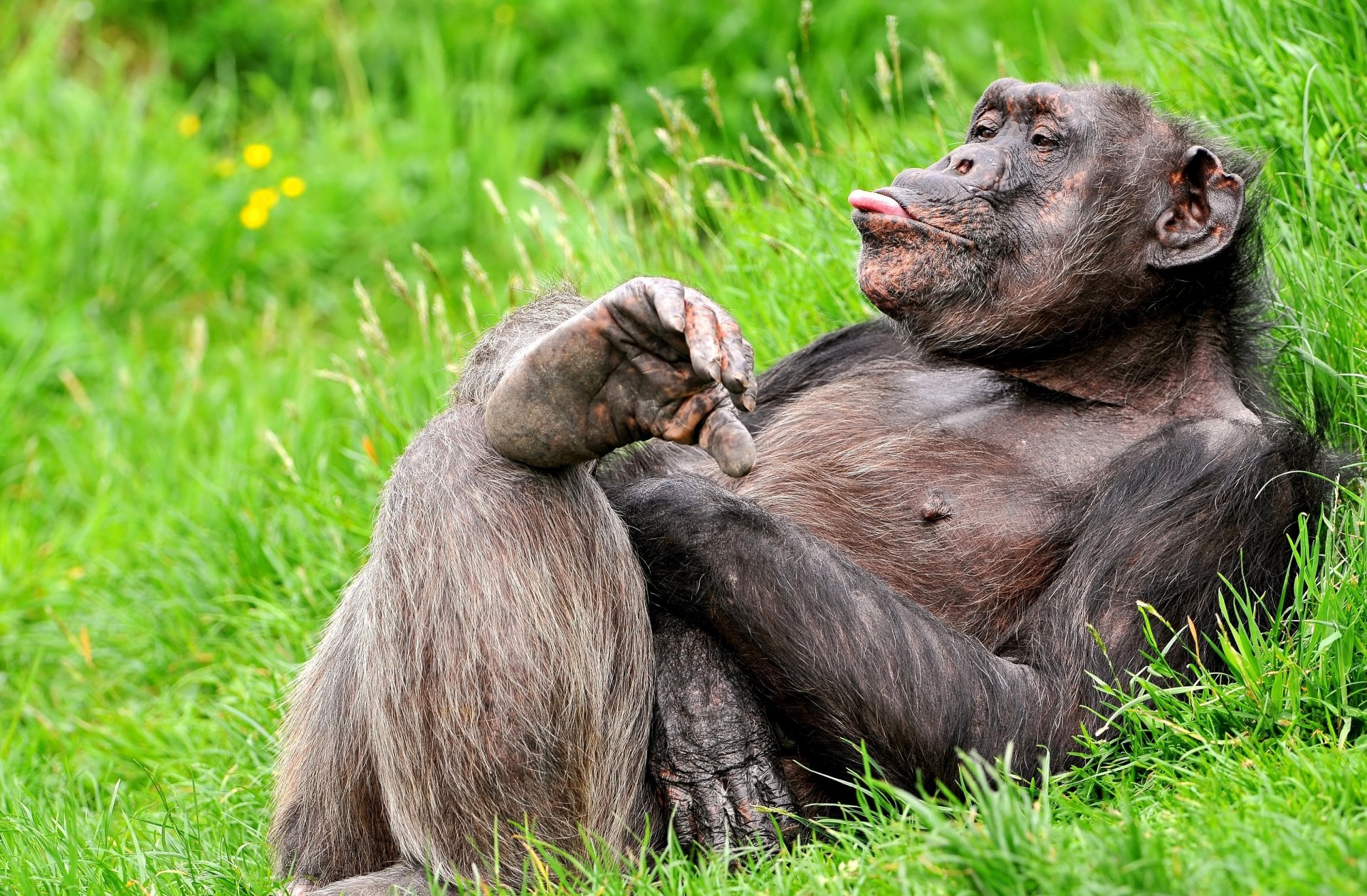 divertido chimpancé postura lengua hierba mono primate descanso