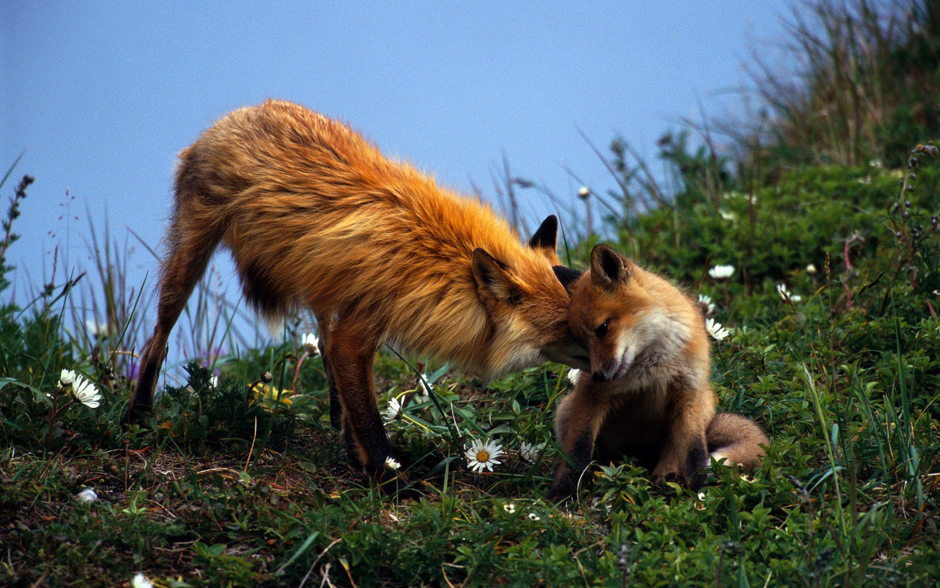 red fox offspring the pair care grass chamomile