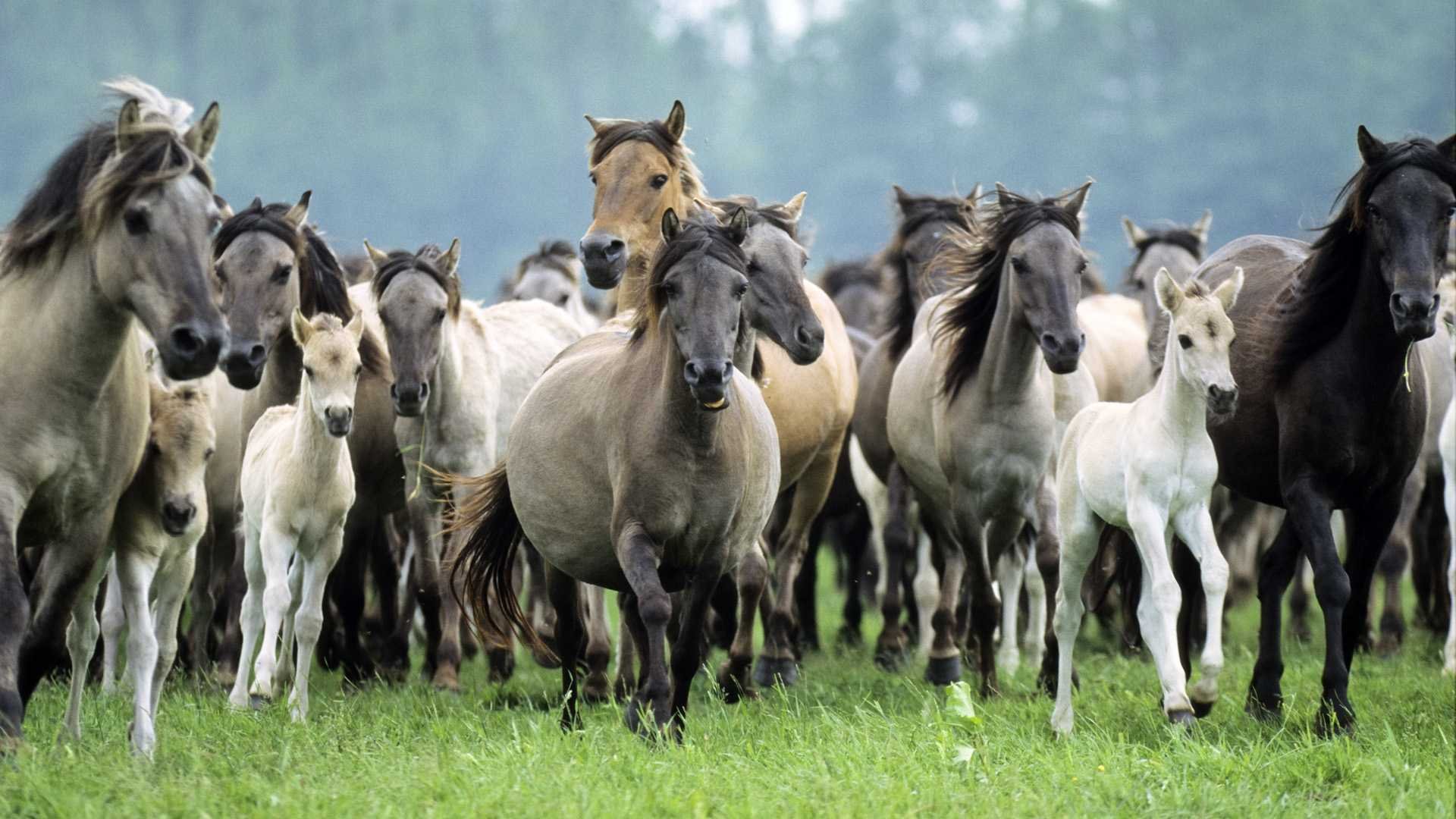 chevaux troupeau poulains juments étalons crinière gris souris chagrovye ludique corbeau blanc courir galop lynx prairie champ herbe détermination