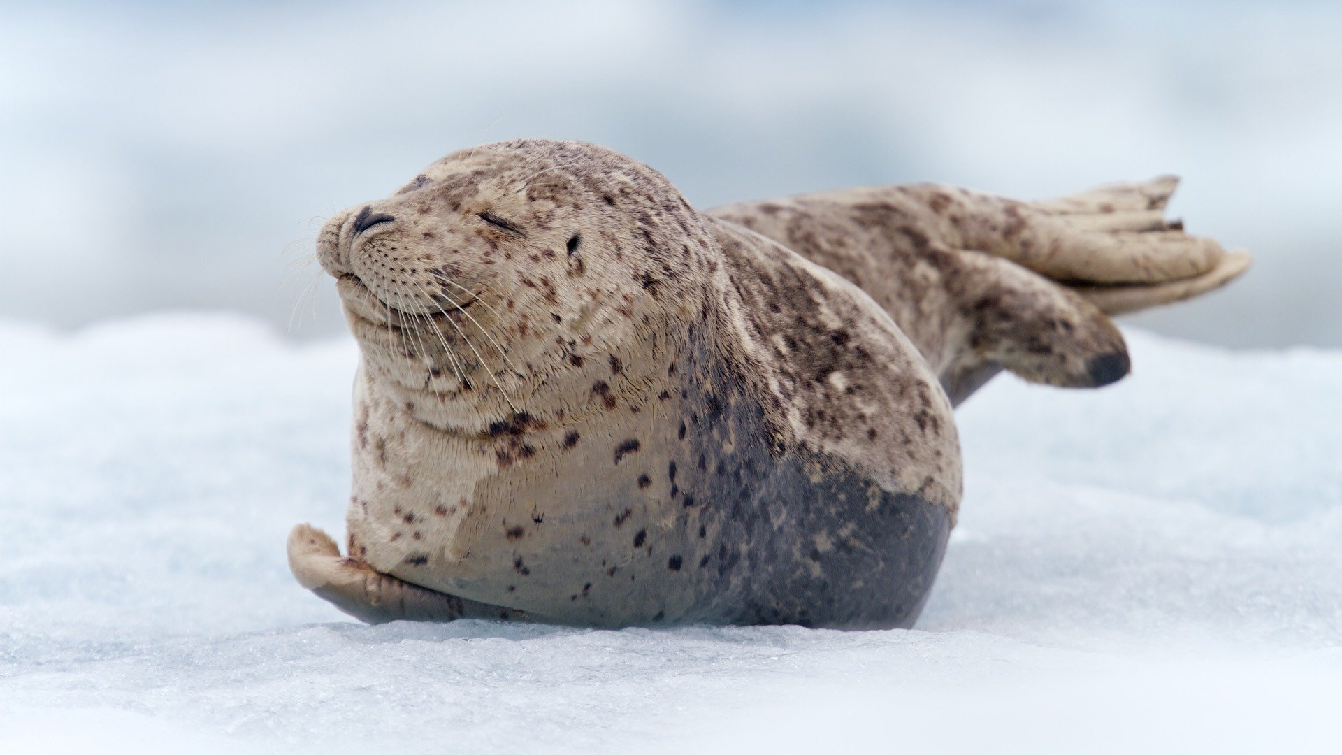 eal fur seal baby babe snow is in a speck