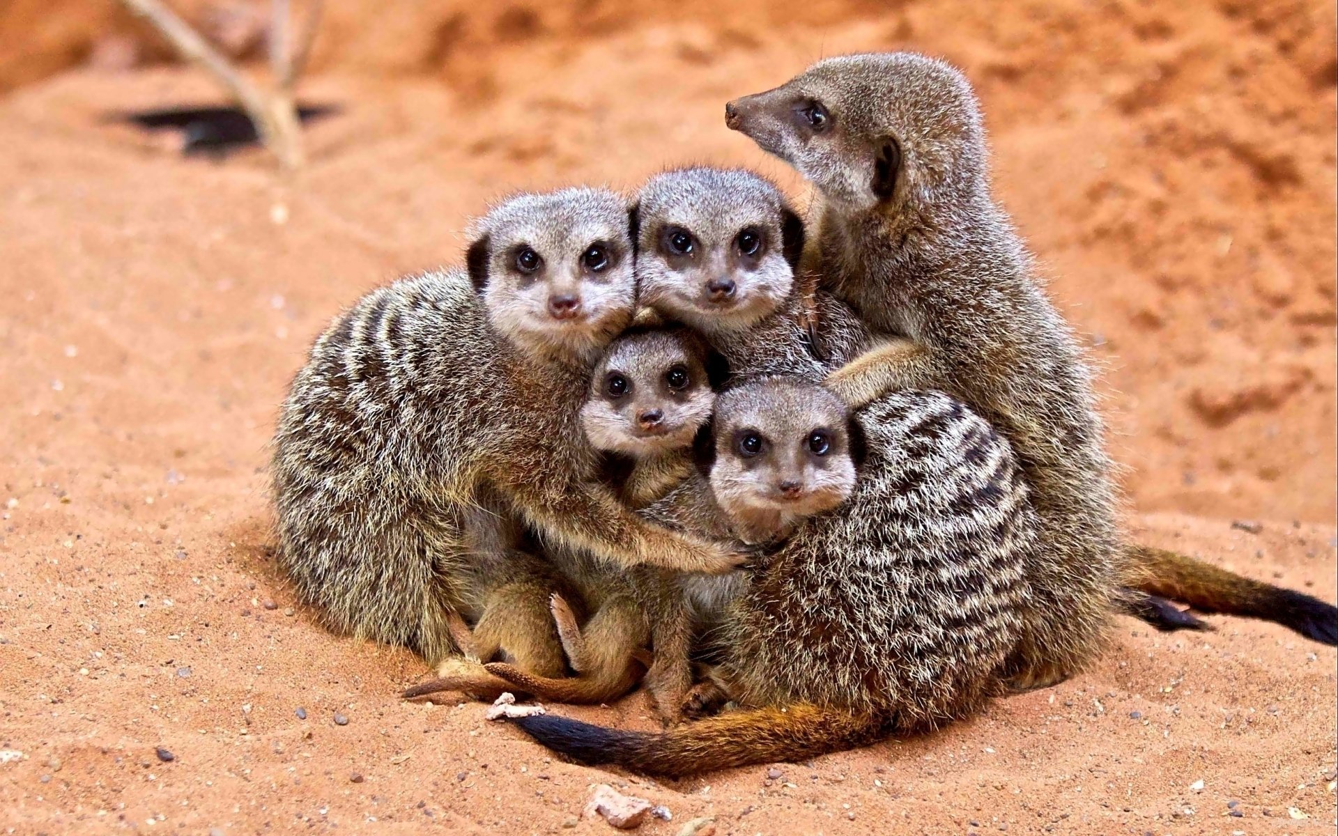 animaux suricates famille