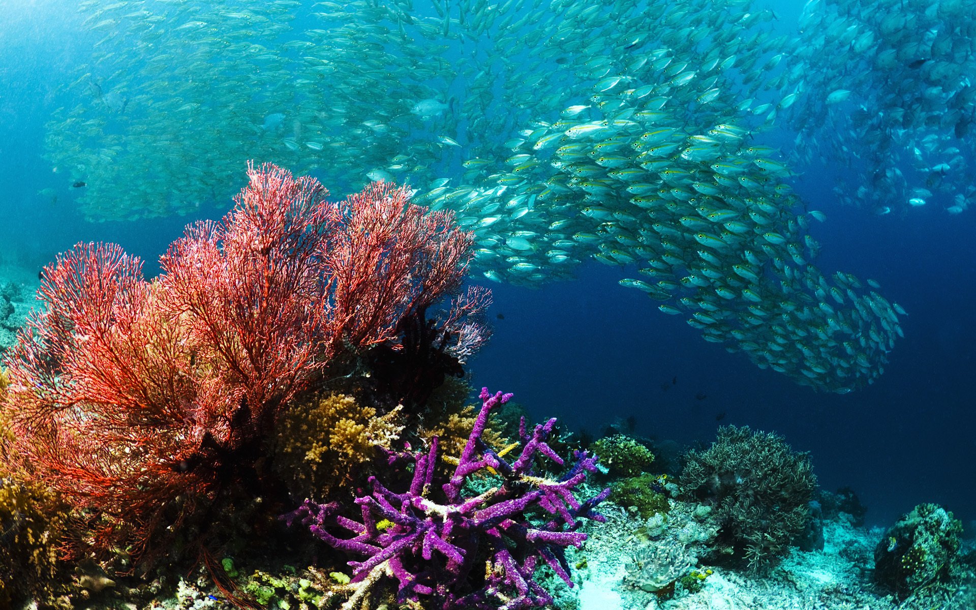 unterwasserwelt meer fische pfosten korallen