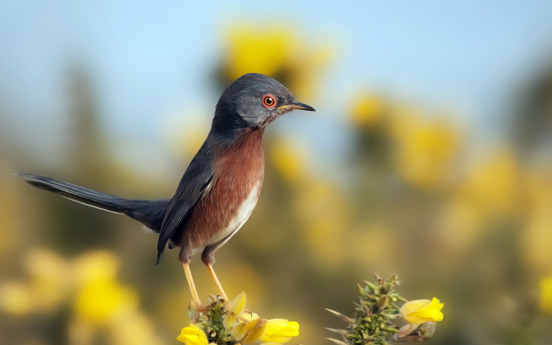 poultry nature background