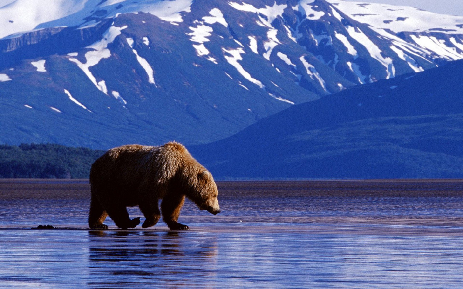 bear background mountain water