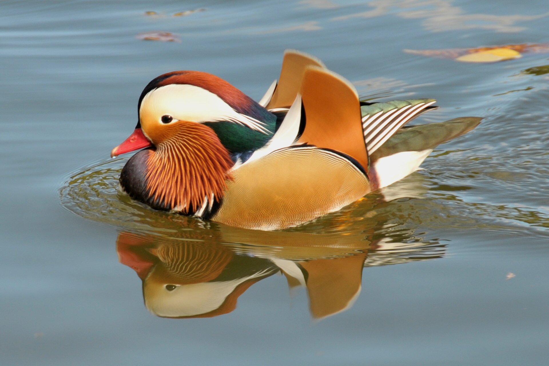 vogel vogel ente mandarine schwimmt teich wasser blätter herbst