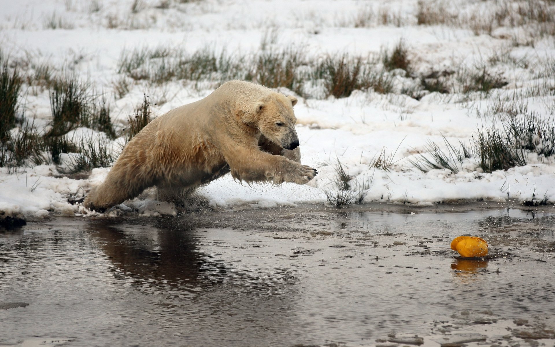 orso inverno neve