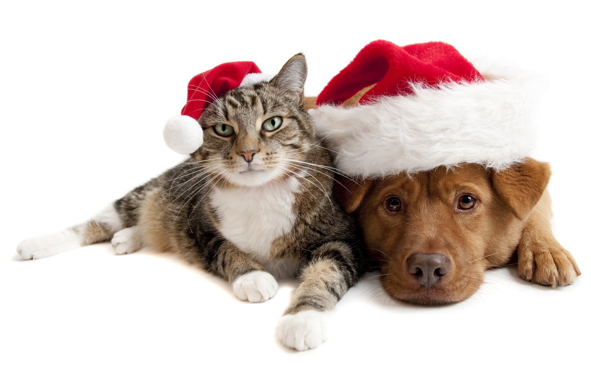 cat dog hats friends holiday