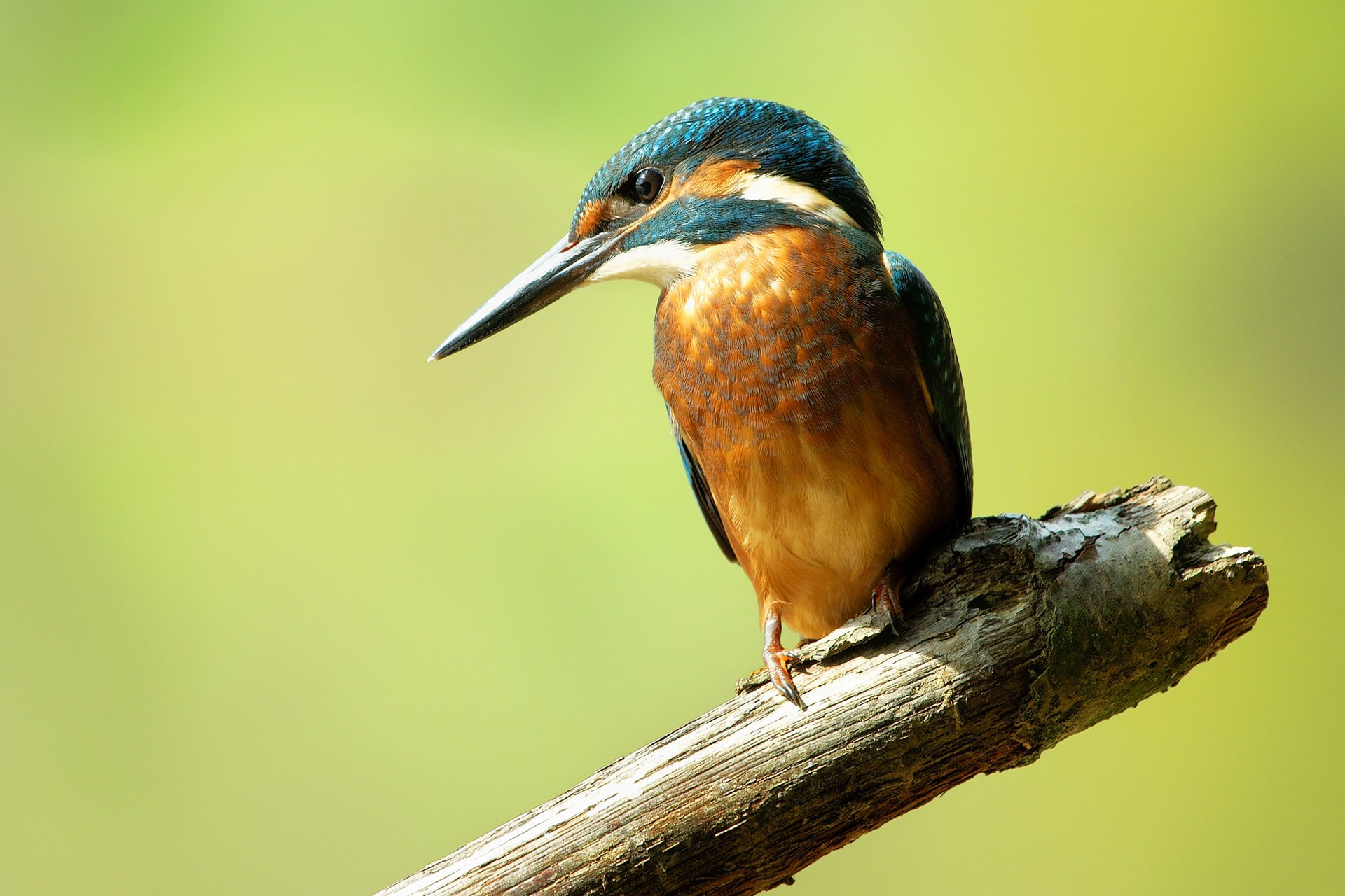 ave martín pescador común alcedo atthis martín pescador rama