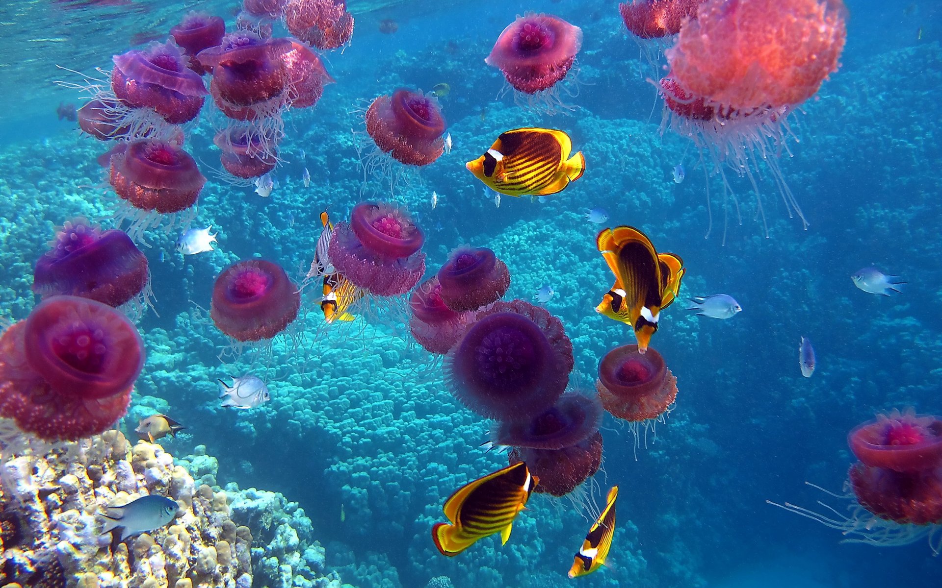 poissons méduses océan monde sous-marin coraux