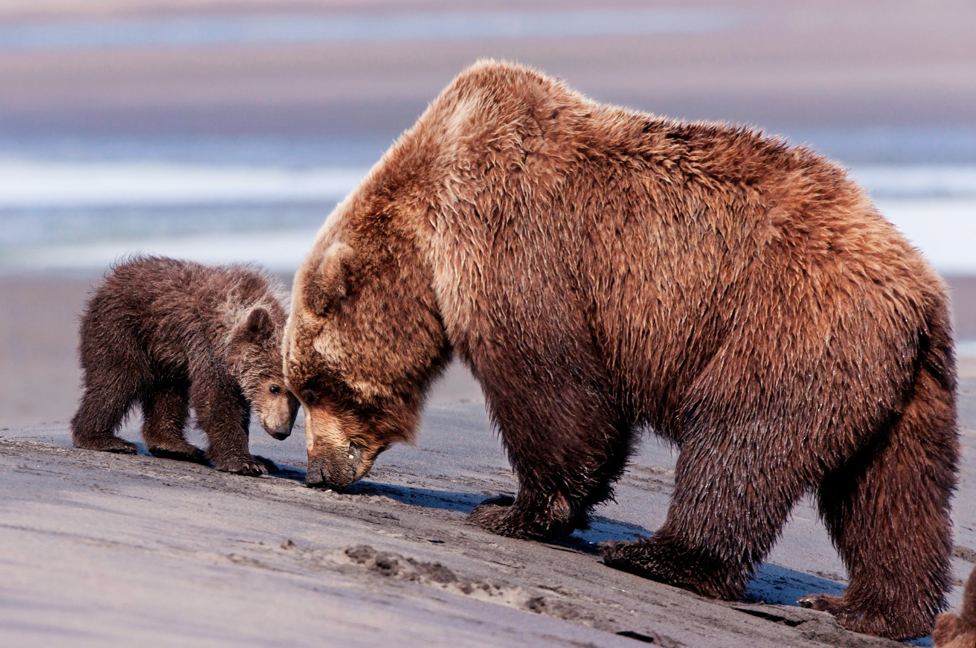 oso osos pardos oso pardo oso de peluche mamá hijo