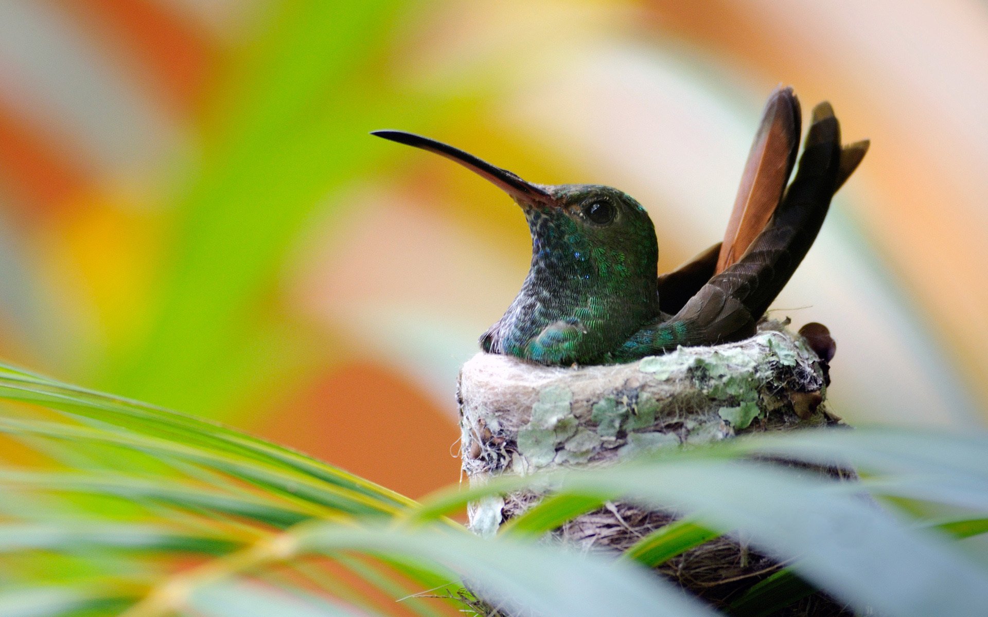 oiseau colibri nid