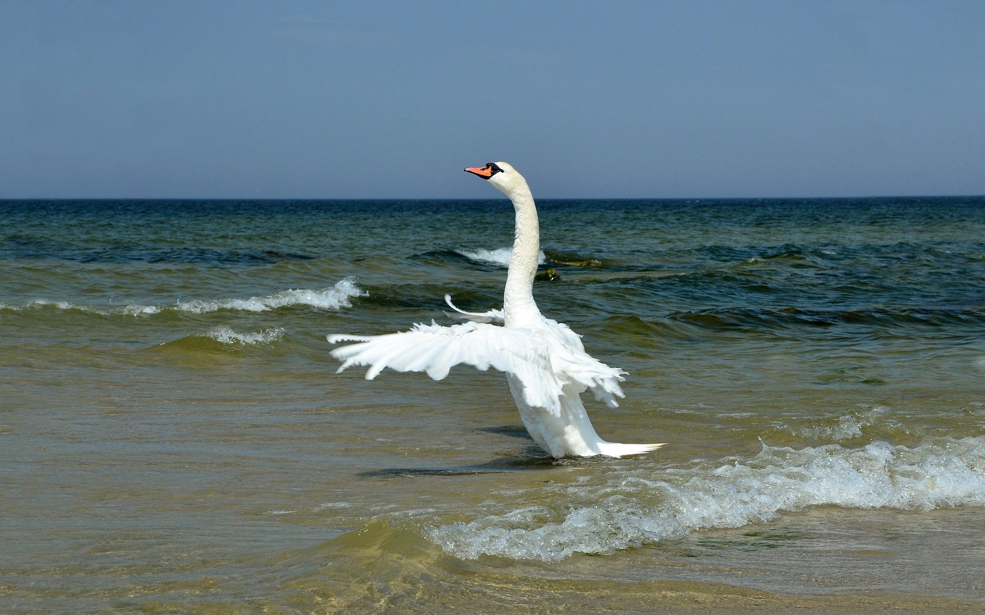 costa surf mar rodeos olas blanco cisne cuello alas aleteo plumas horizonte cielo