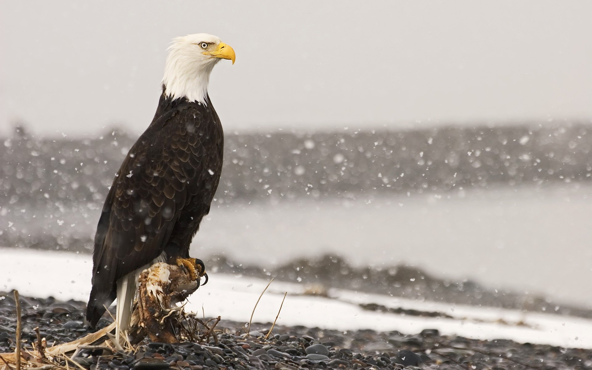 poultry eagle bald eagle snow stones stump root