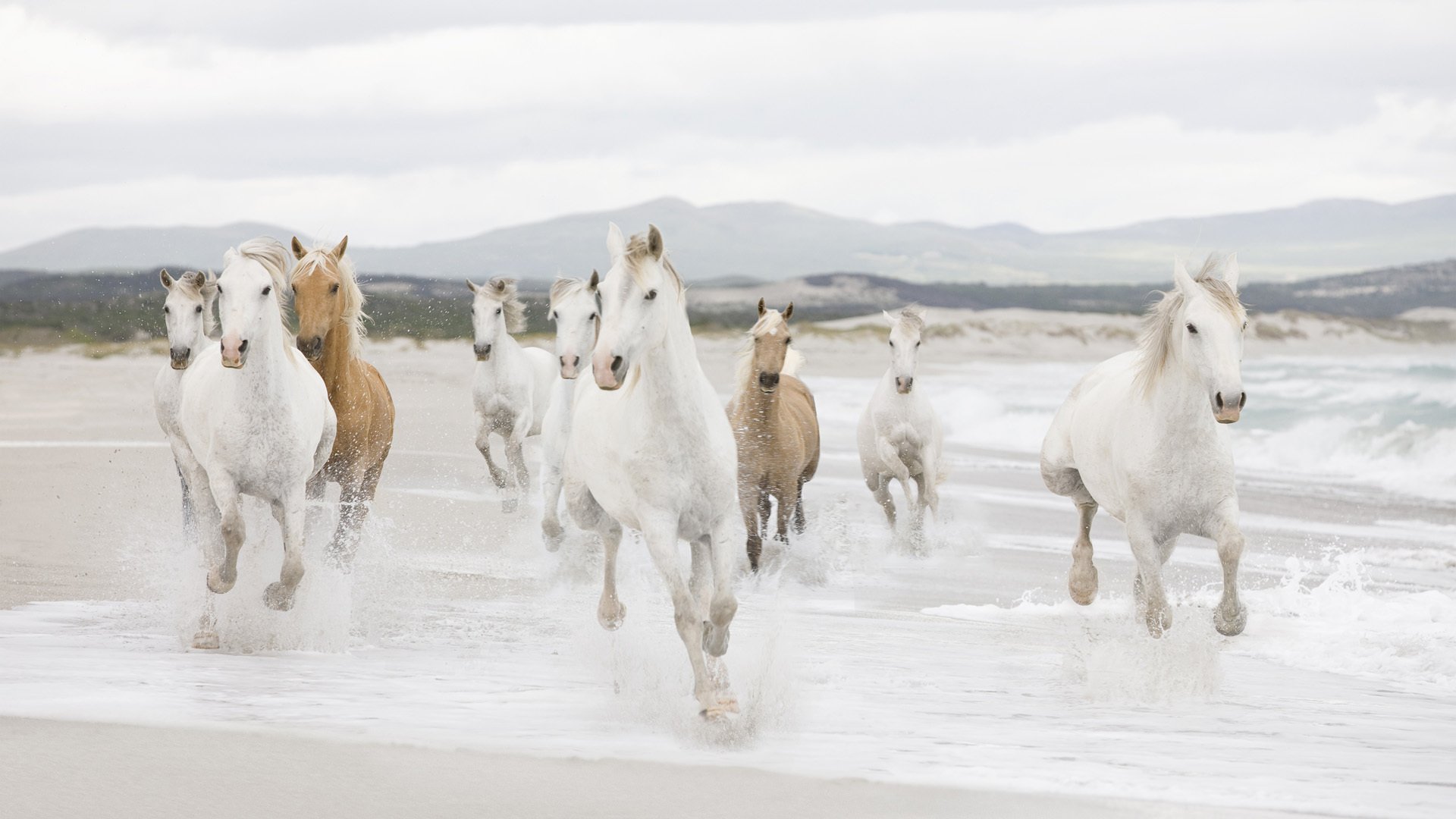 horse horses beach herd sea coast