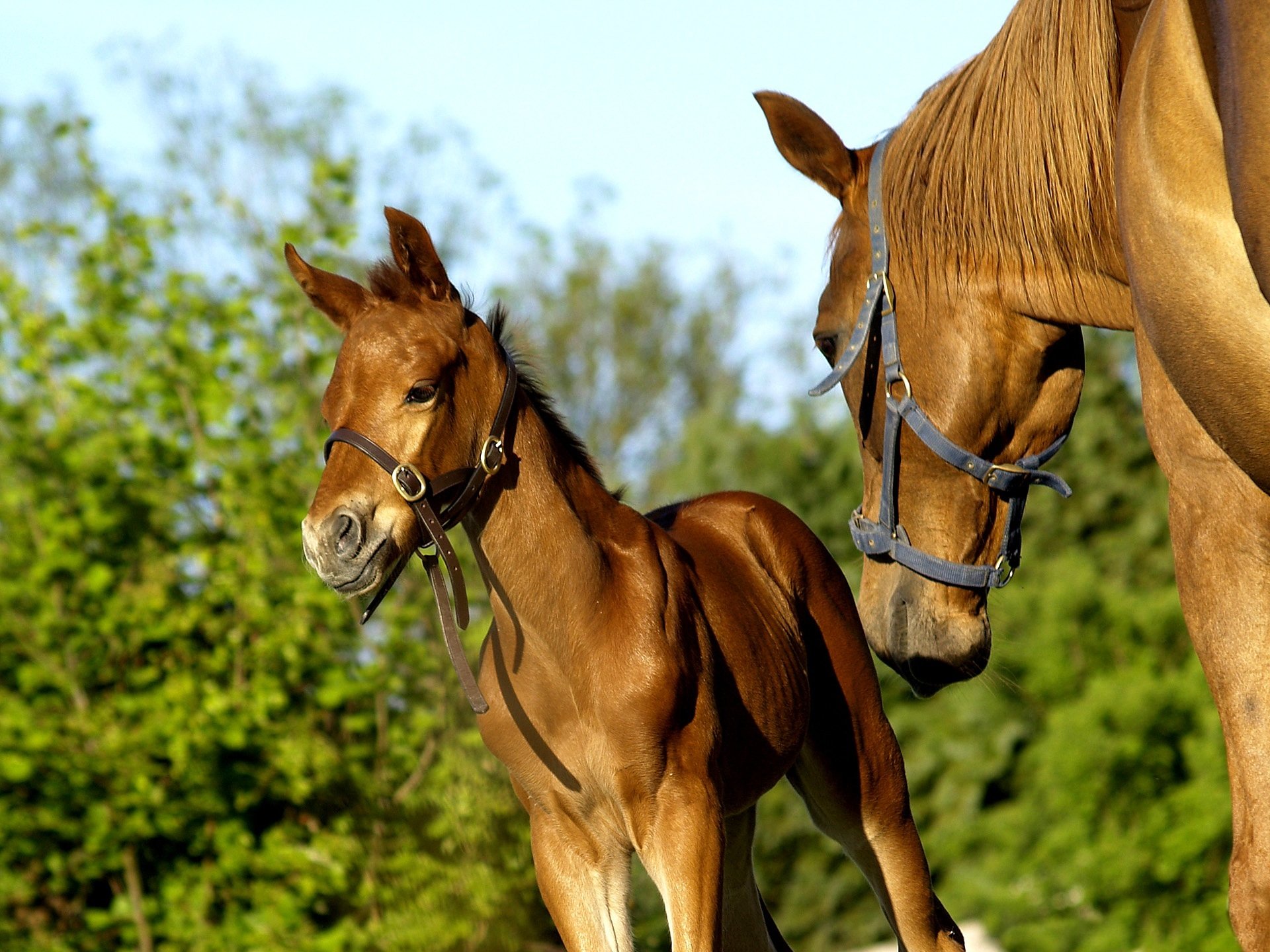 caballo yegua caballo