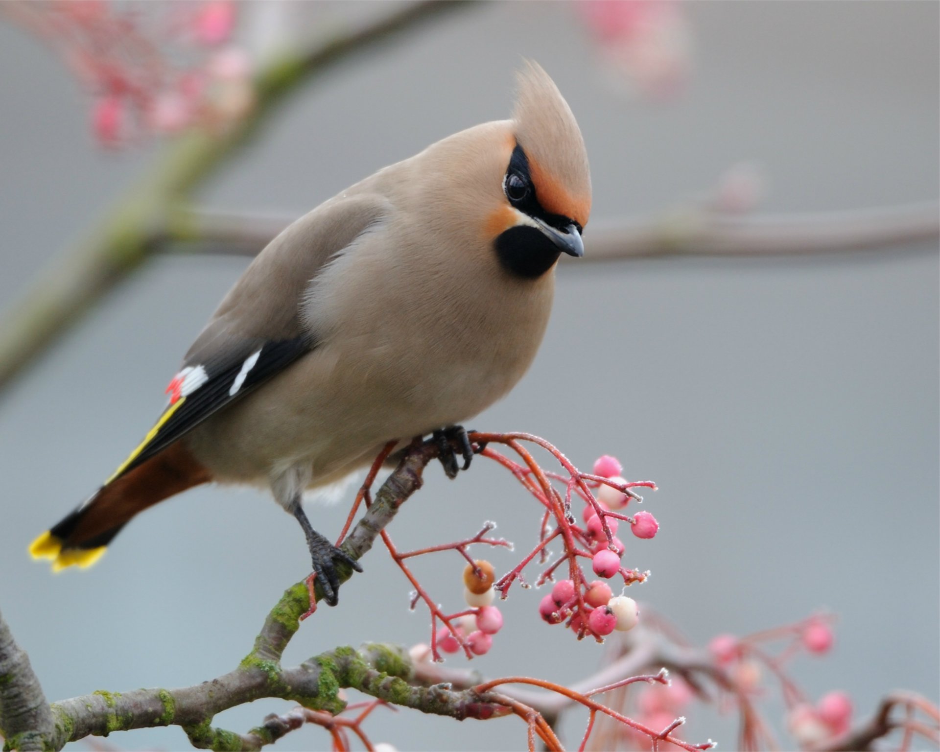 waxwing uccello uccello ramo rosa bacche macro