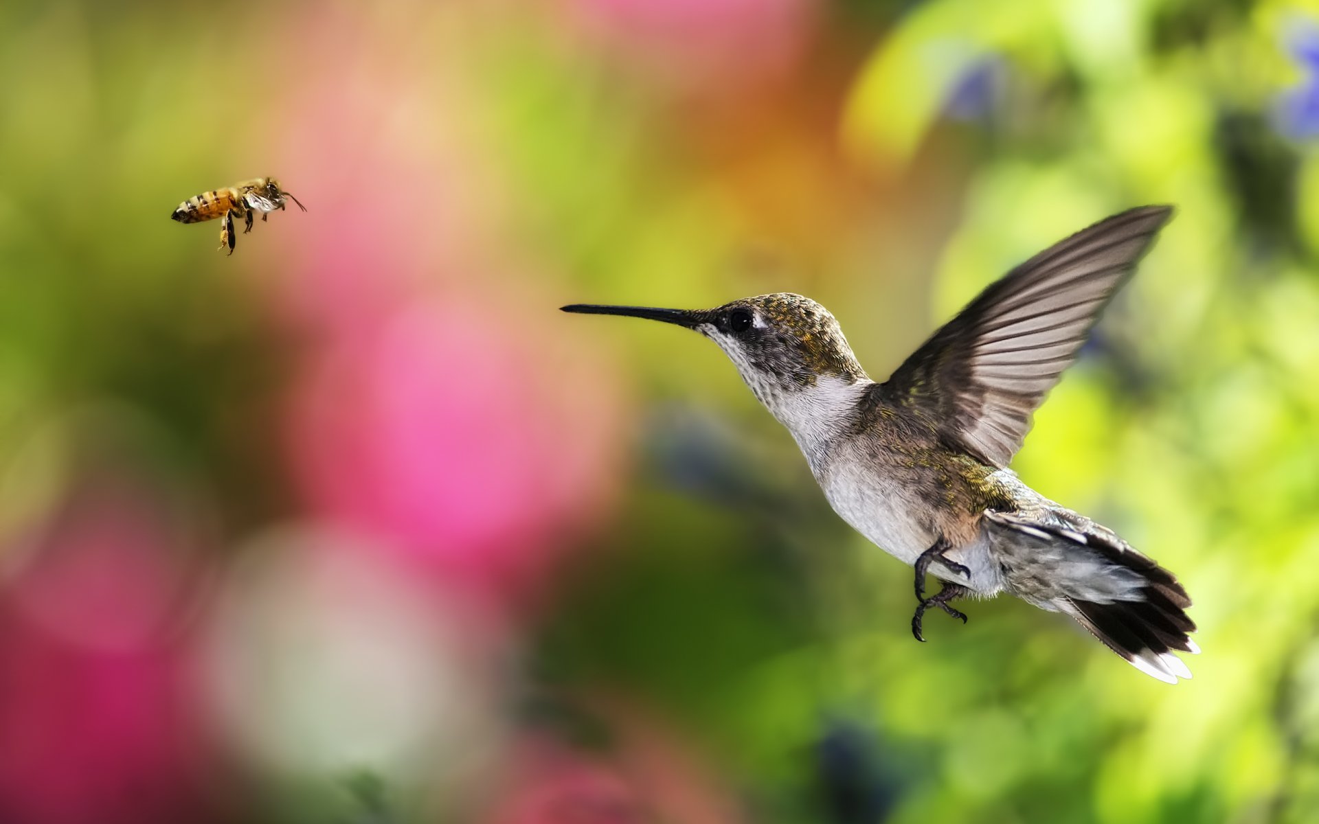 kolibri vogel biene fliegen hintergrund bokeh