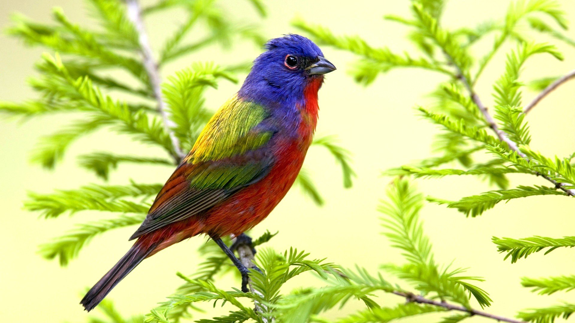 pájaro árbol de navidad naturaleza tit ganso tío vasya