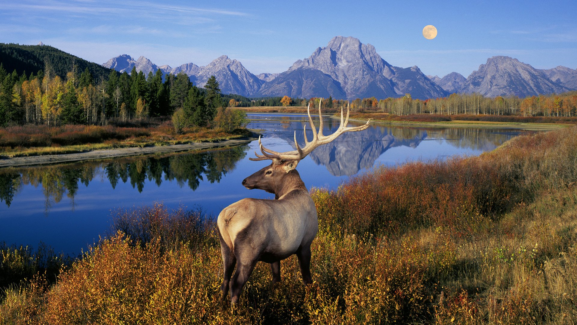 ciervos cuernos naturaleza paisaje luna río lago árboles hierba