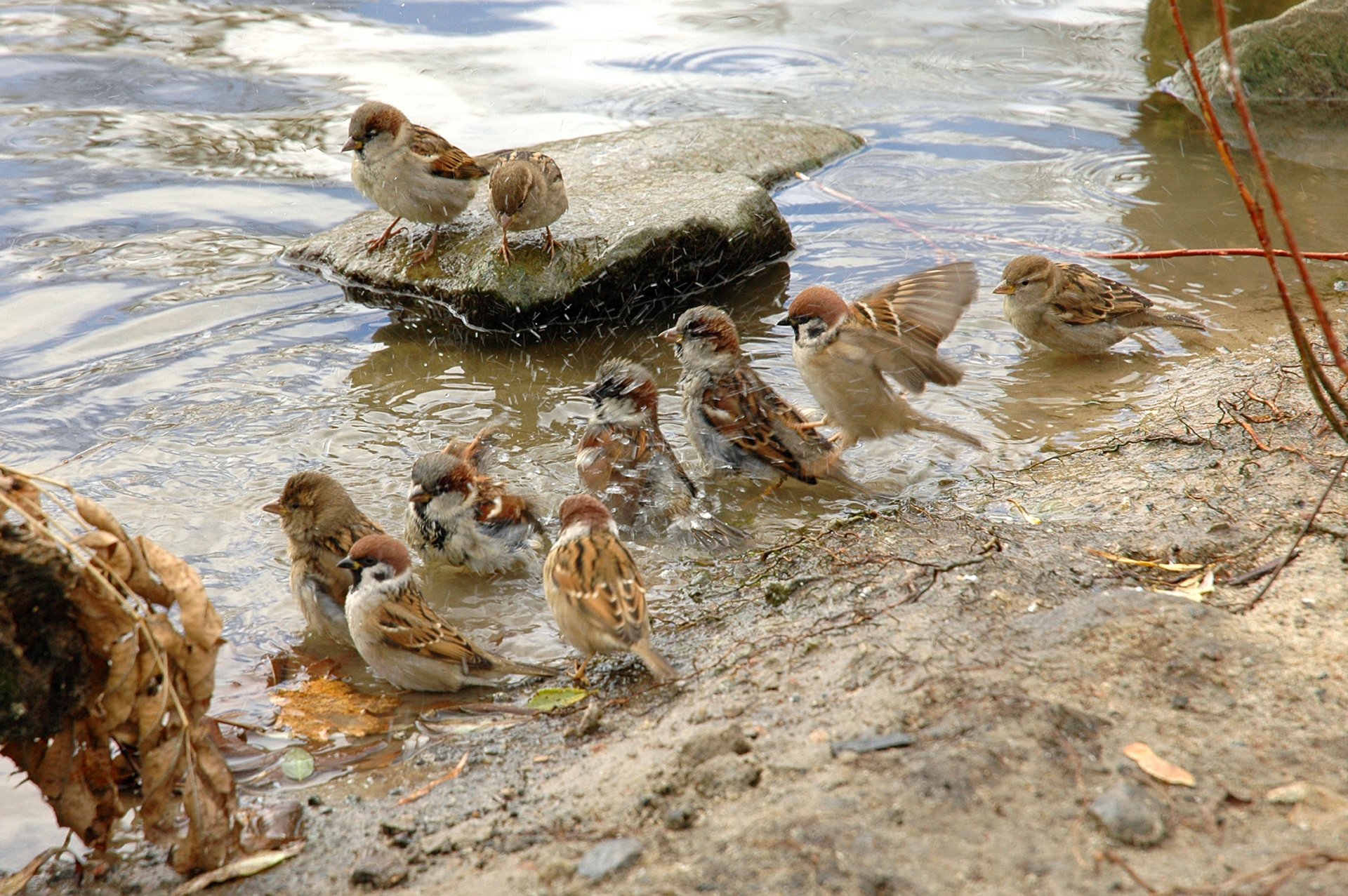 spatzen vogel nass wasser feder rudel tiere