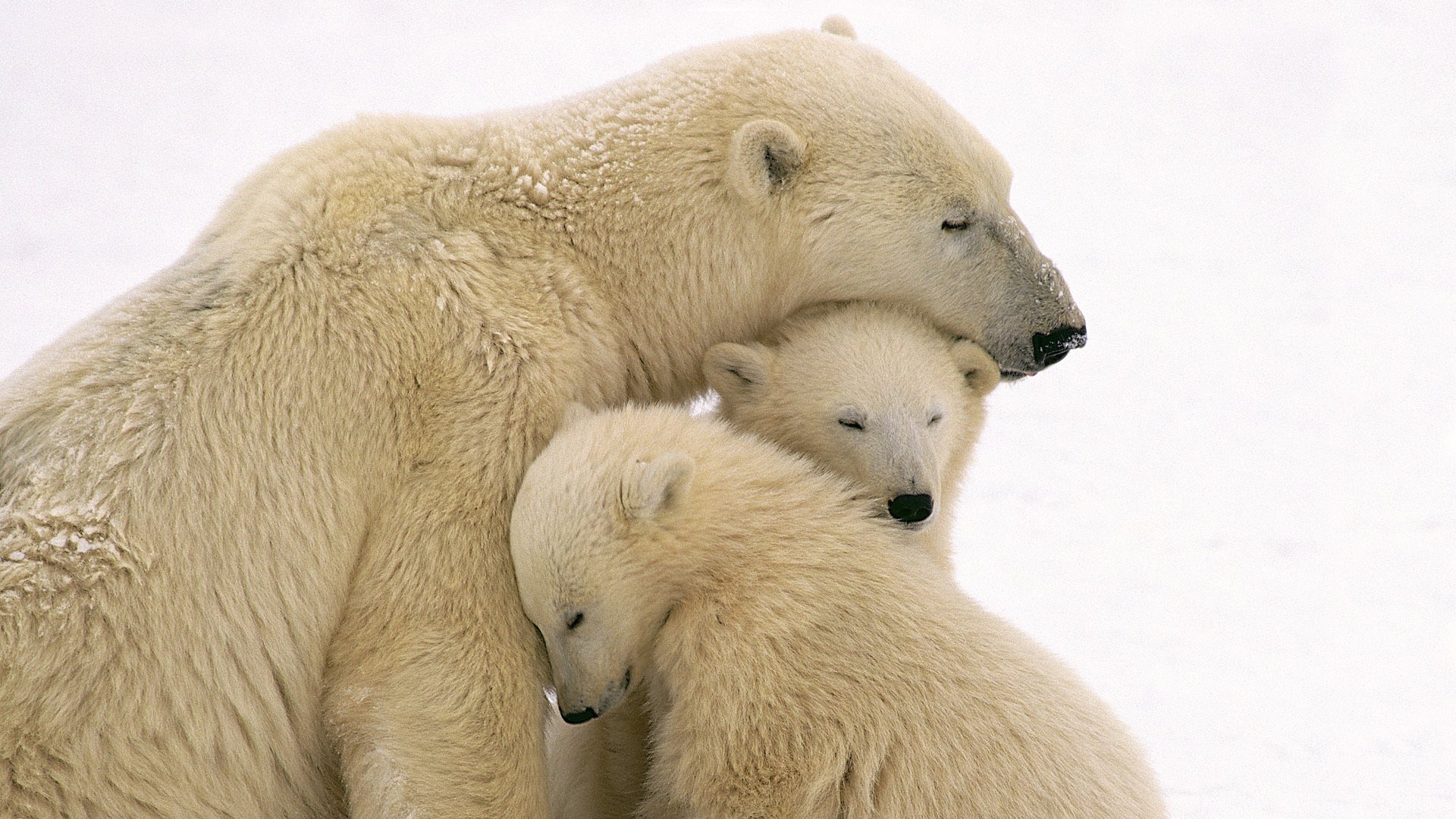 bears white bear cub