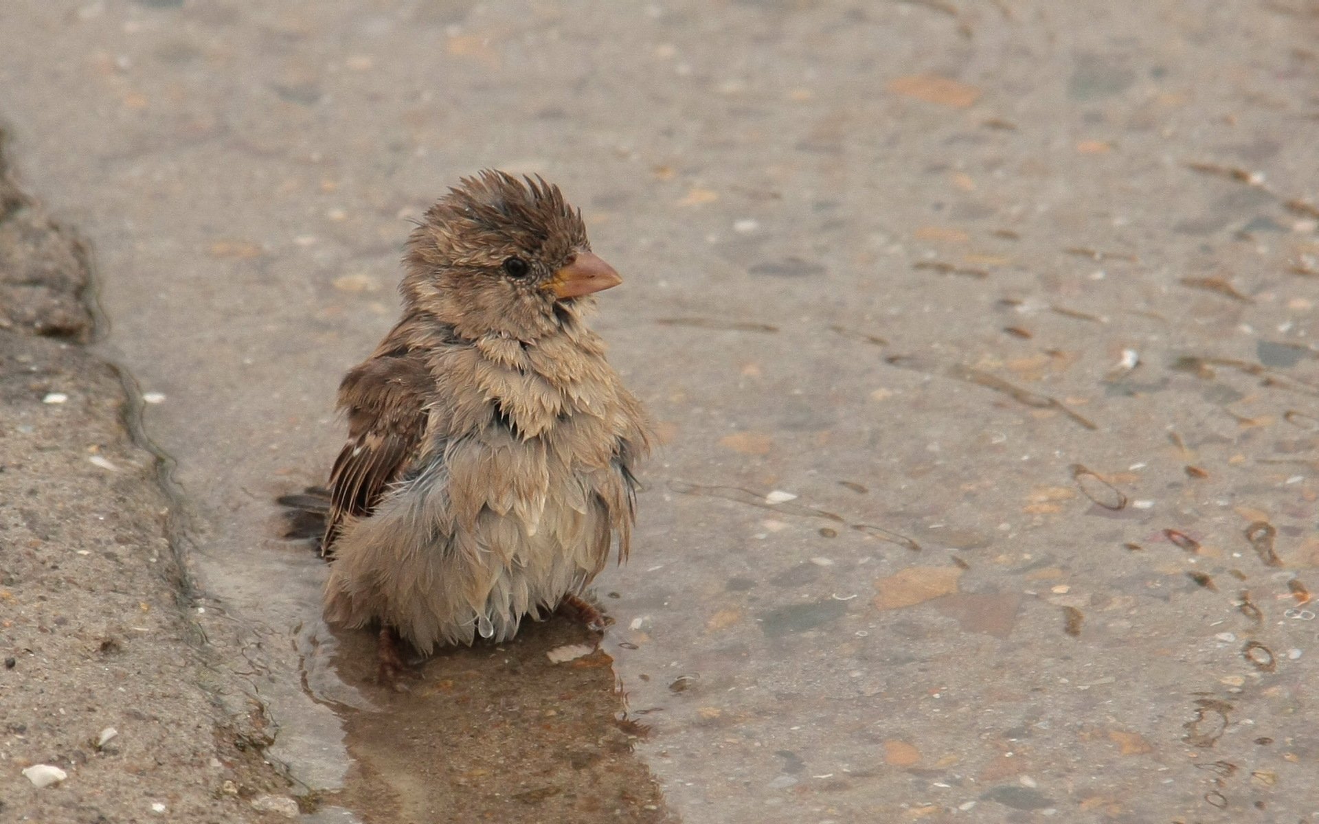 parrow a pool poultry