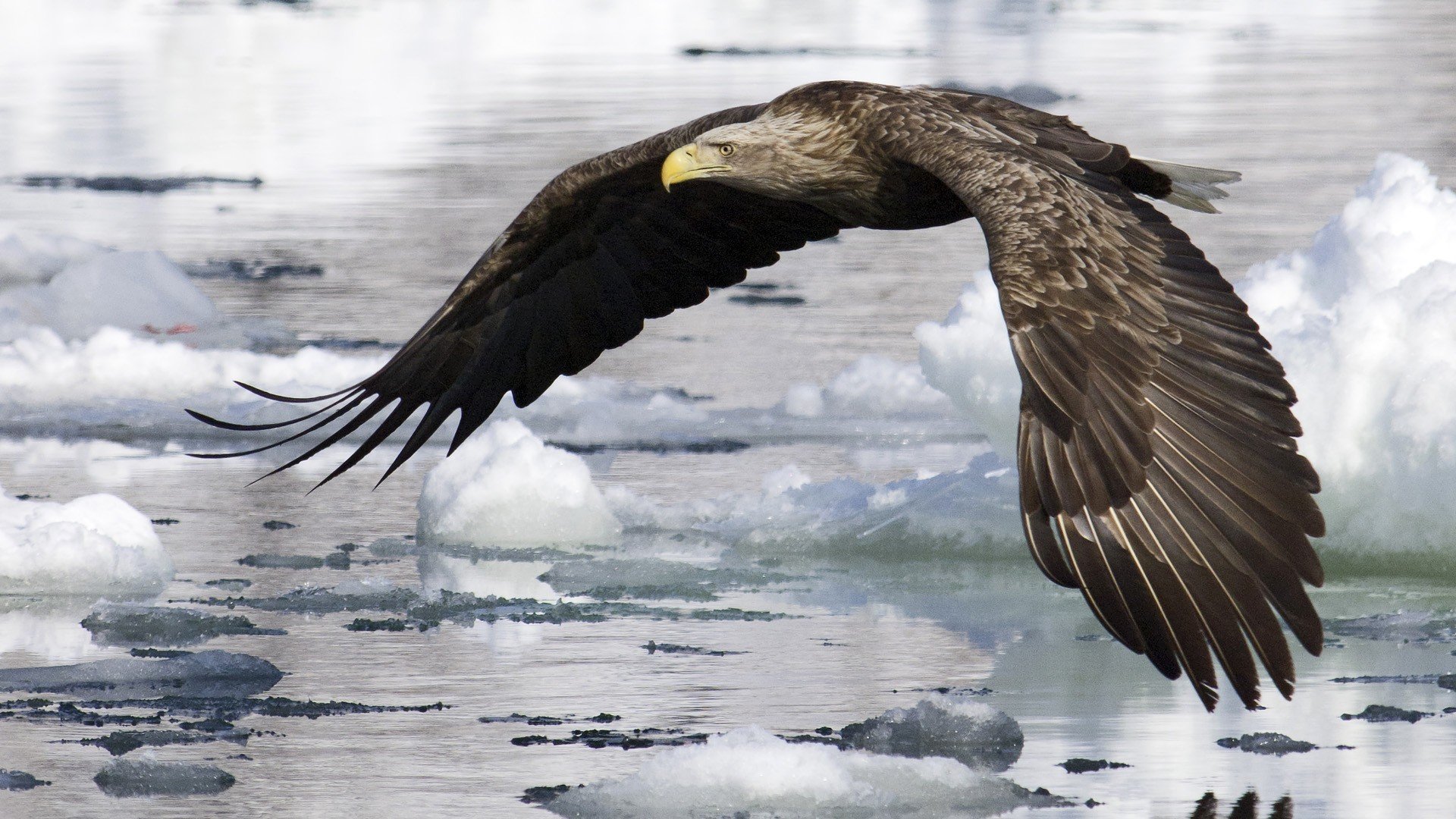 vogel adler flügel fliegen wasser eis