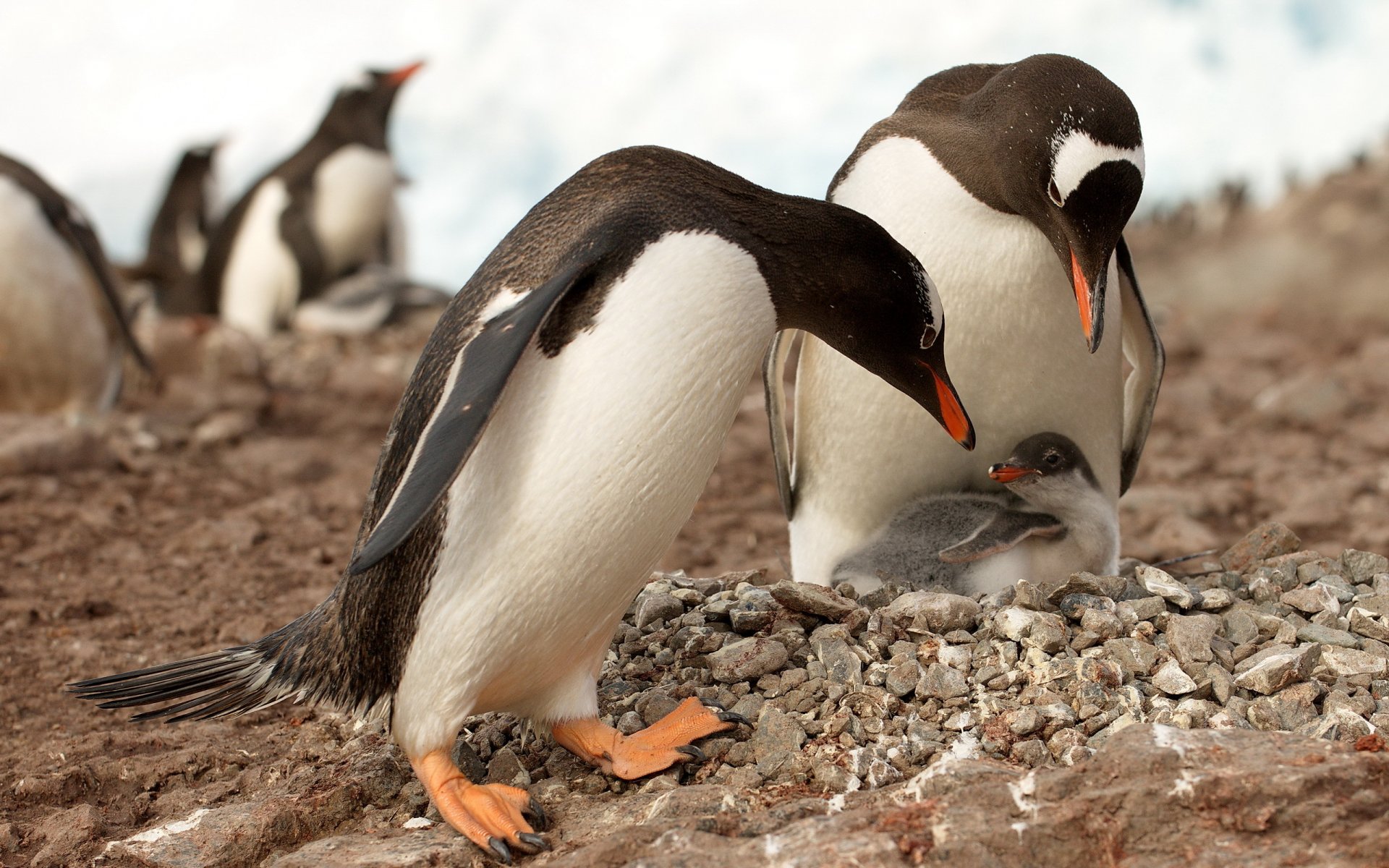 pinguine antarktis natur