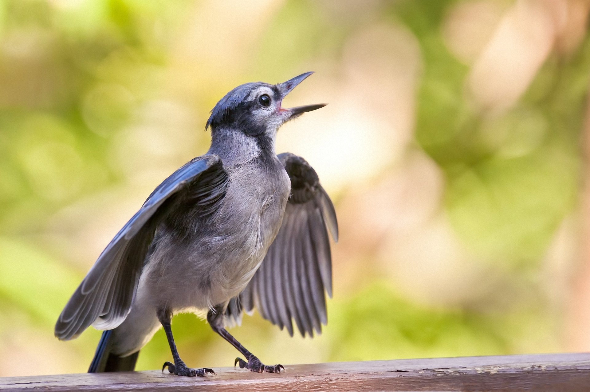 nieletnich blue jay ptak skrzydła powierzchnia makro