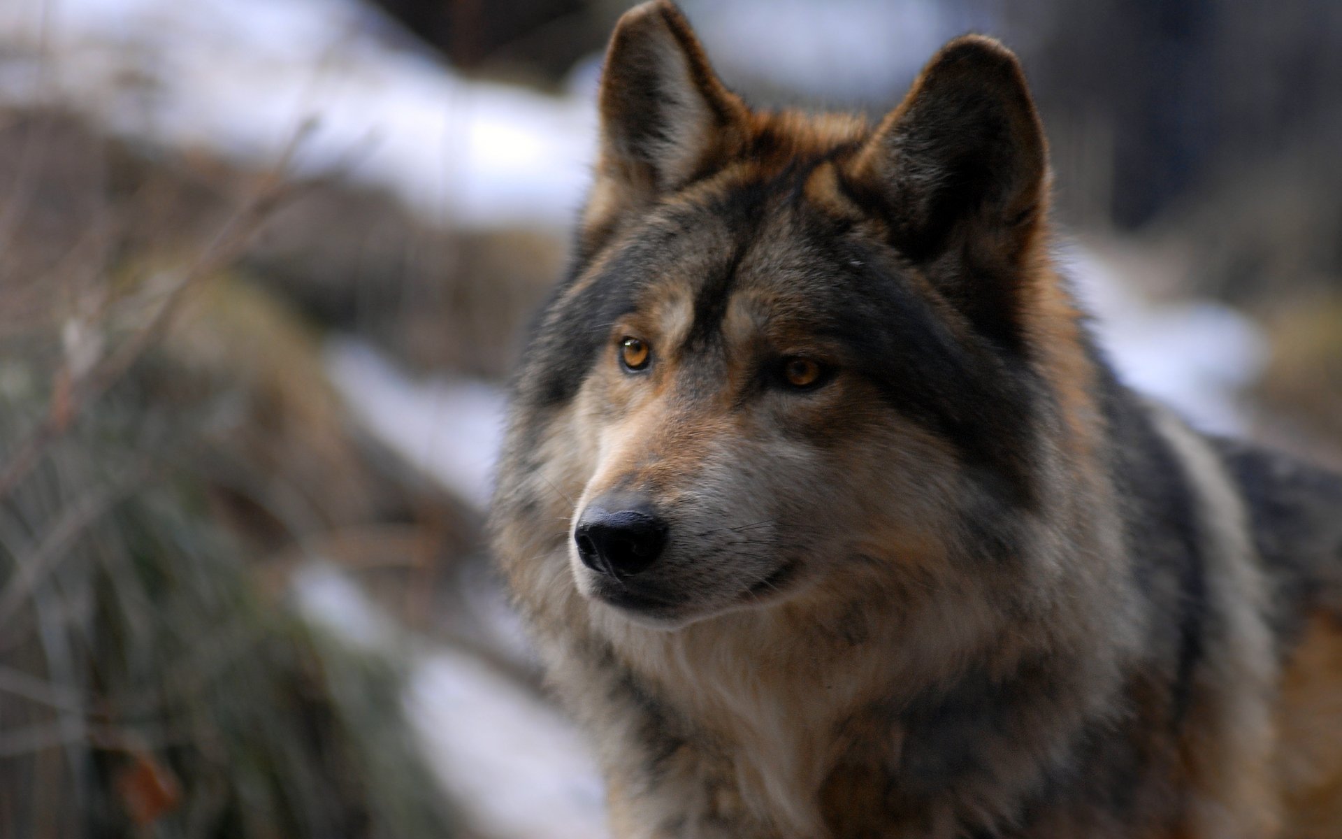 loup regard prédateur