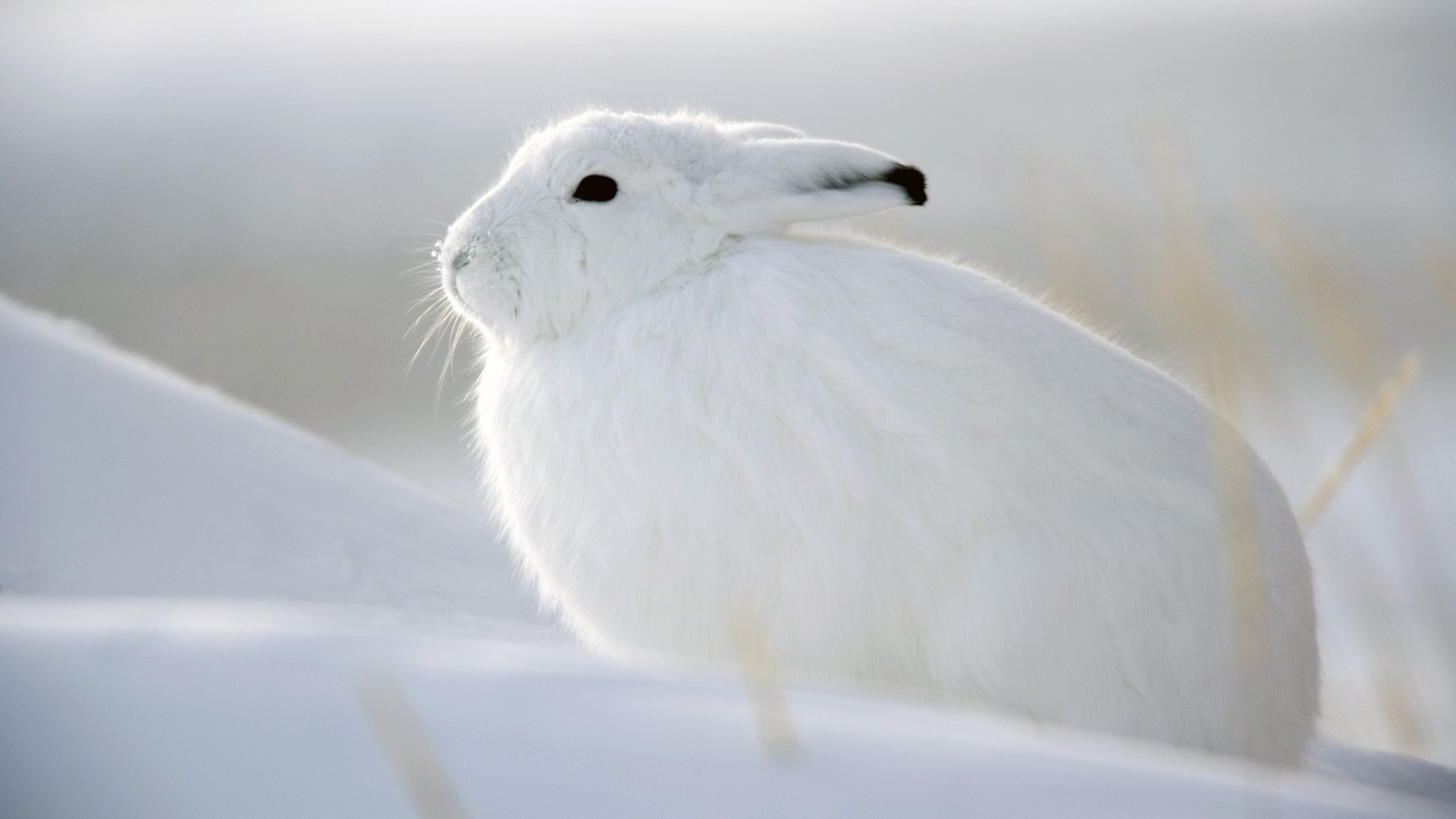 hare white hair snow white winter