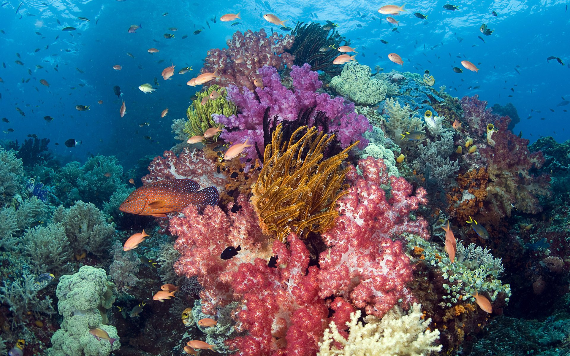 underwater world sea fish fish coral