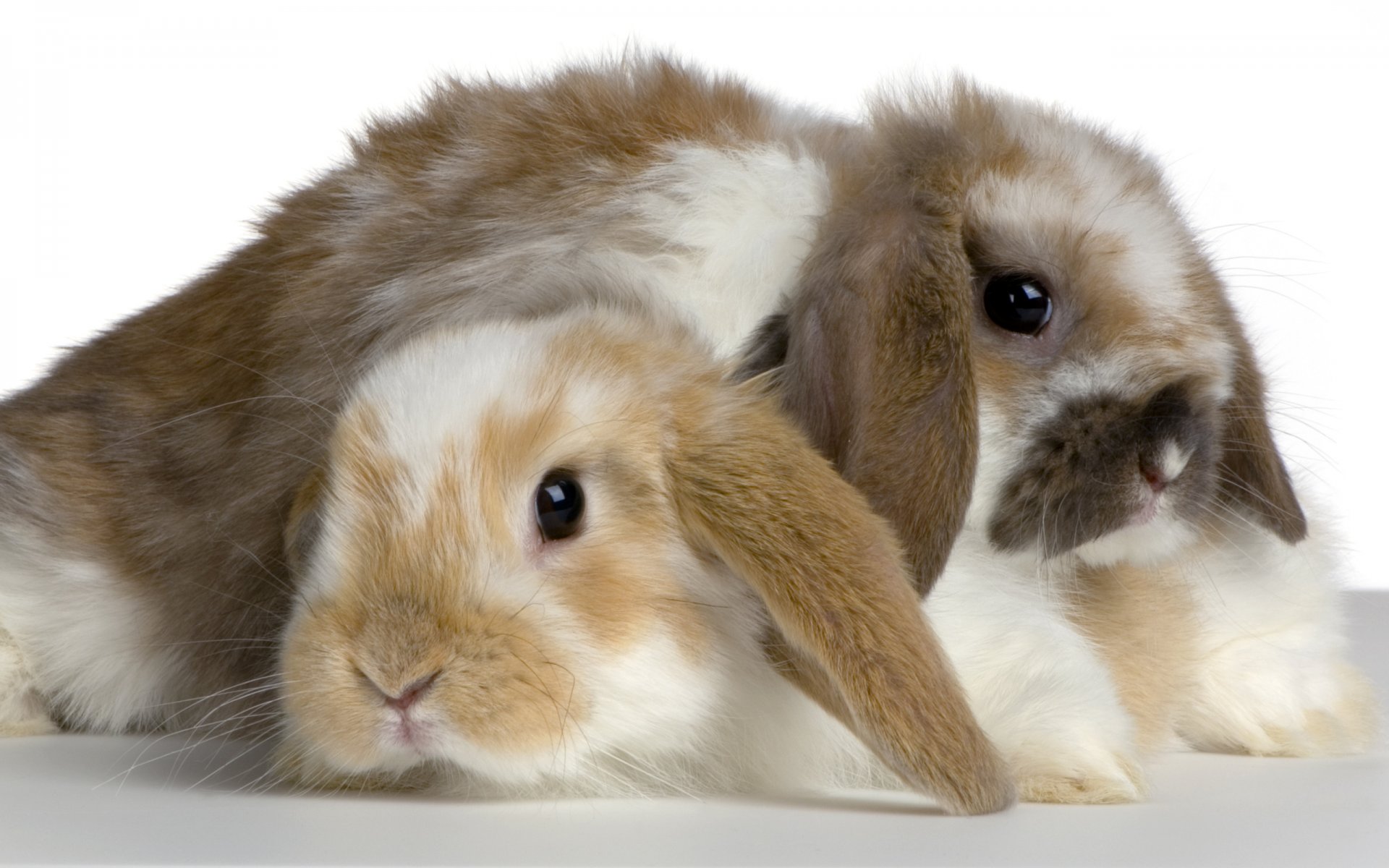 lapin fourrure couple