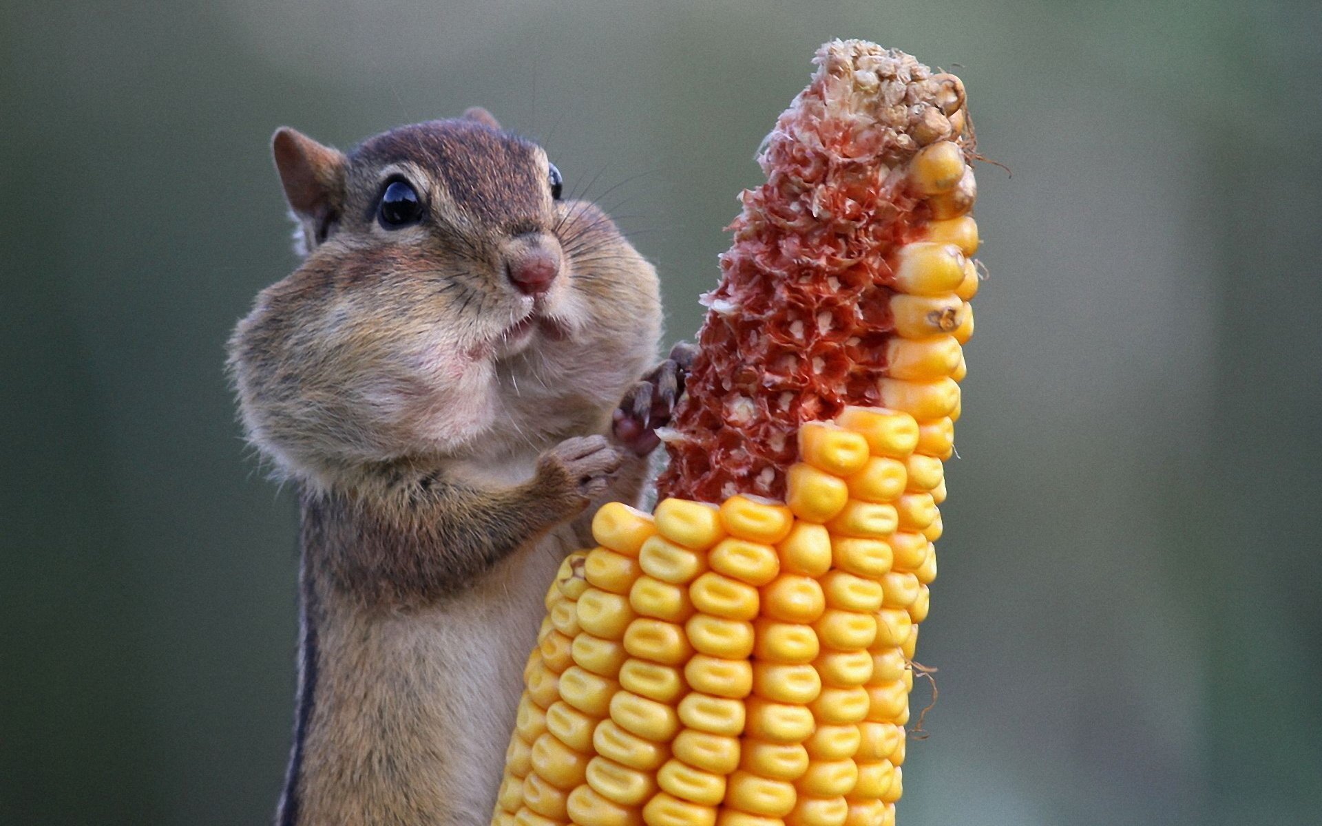 chipmunk ernst mit mais